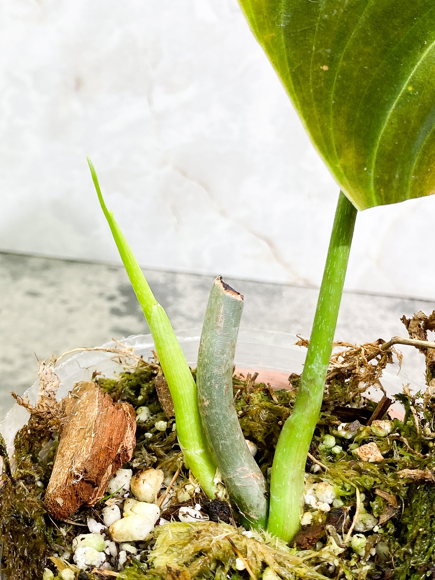 Philodendron Splendid 1 leaf 1 sprout fully rooted