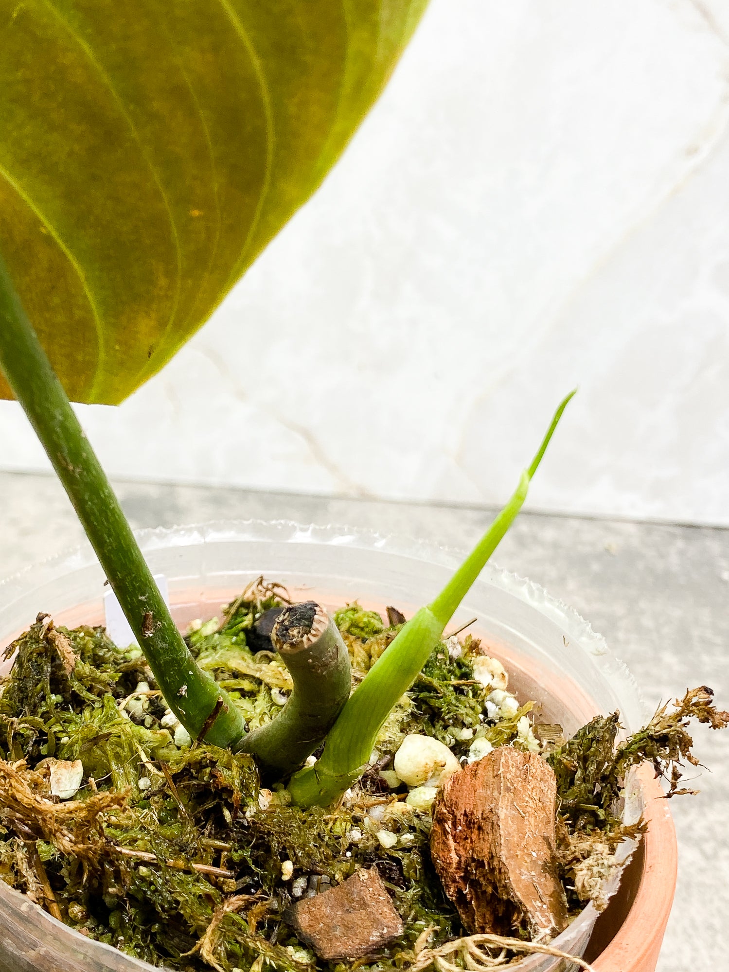 Philodendron Splendid 1 leaf 1 sprout fully rooted