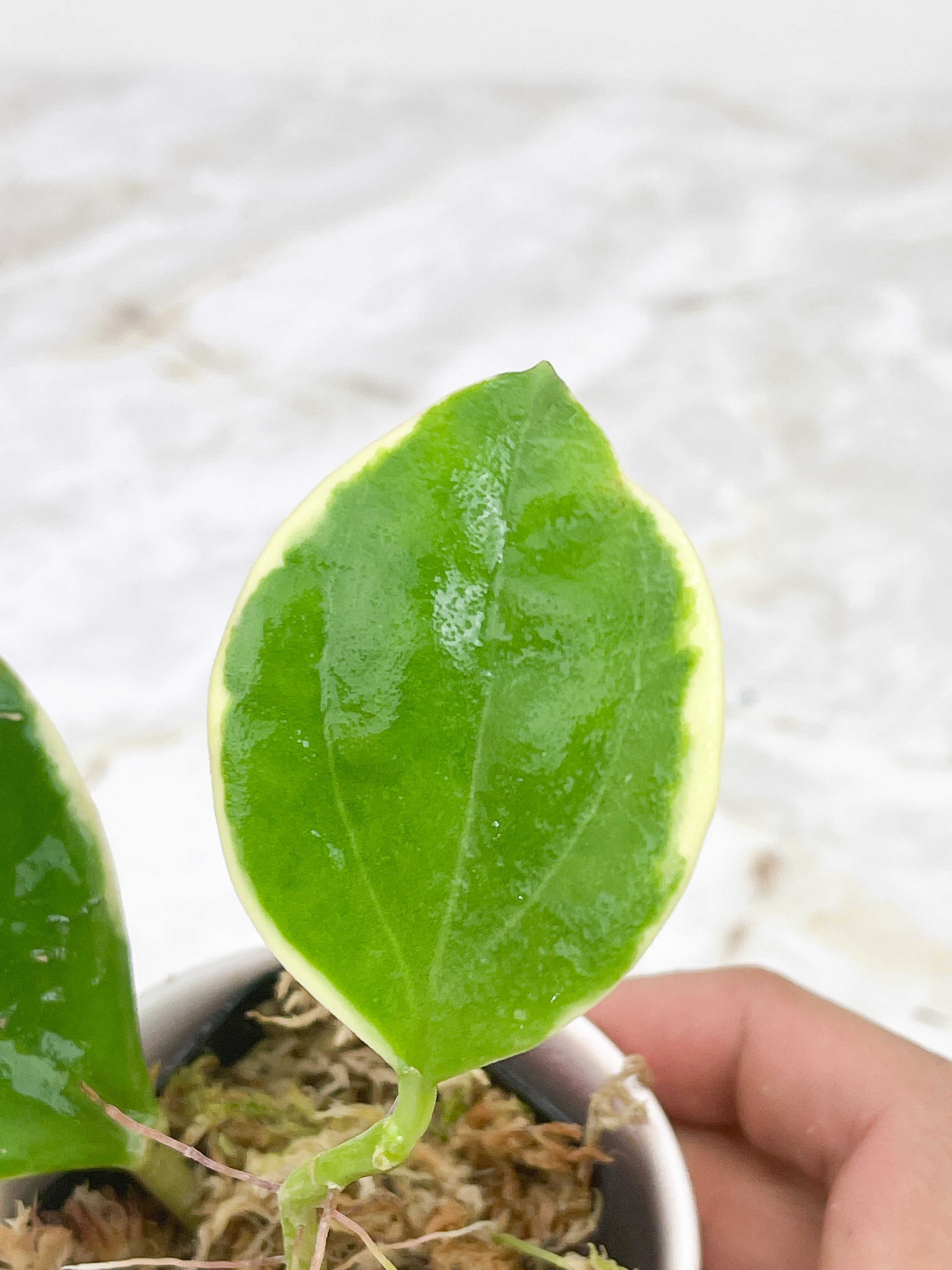 Hoya pachyclada variegated "New moon"