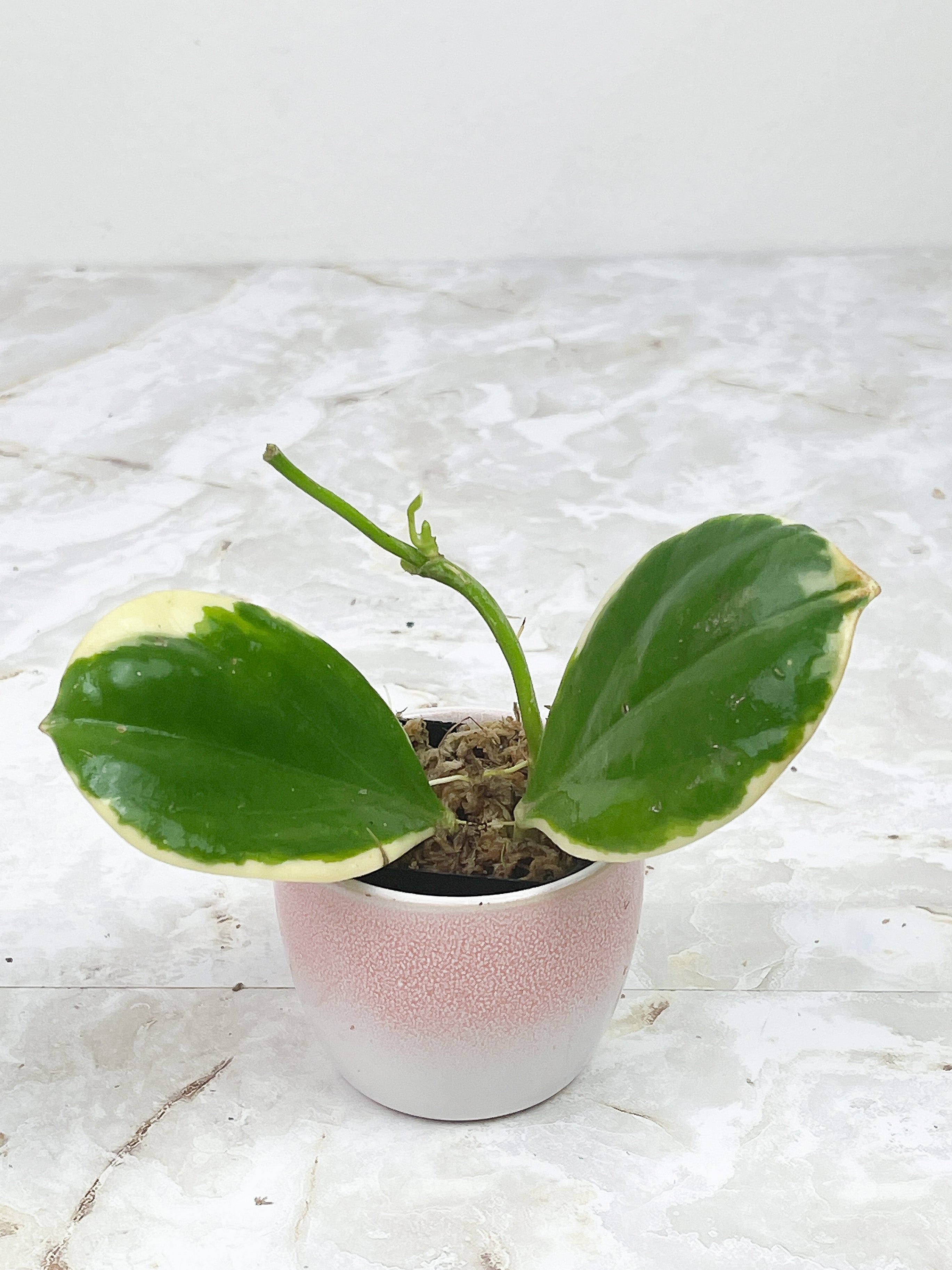 Hoya pachyclada variegated "New moon"