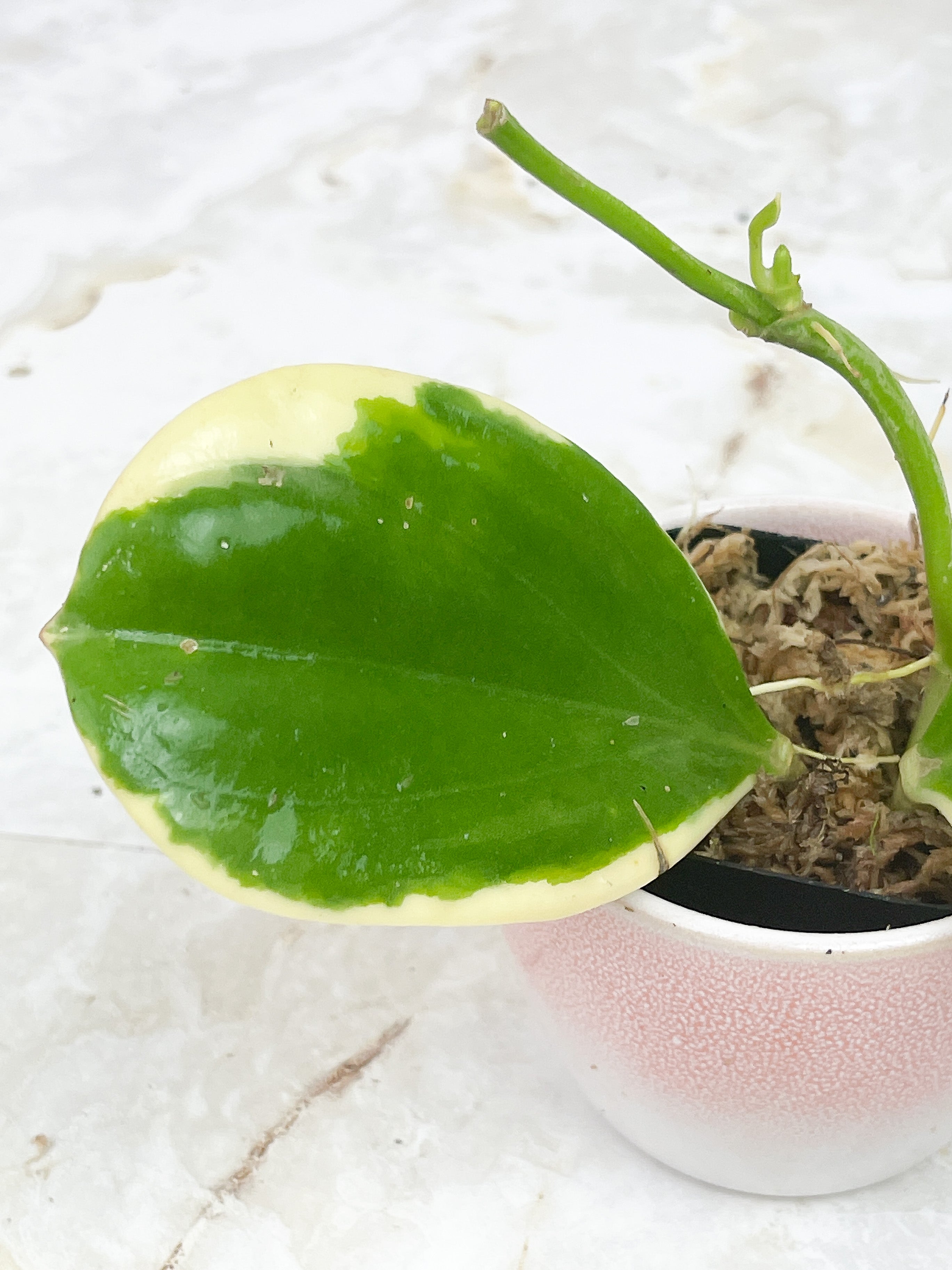 Hoya pachyclada variegated "New moon"