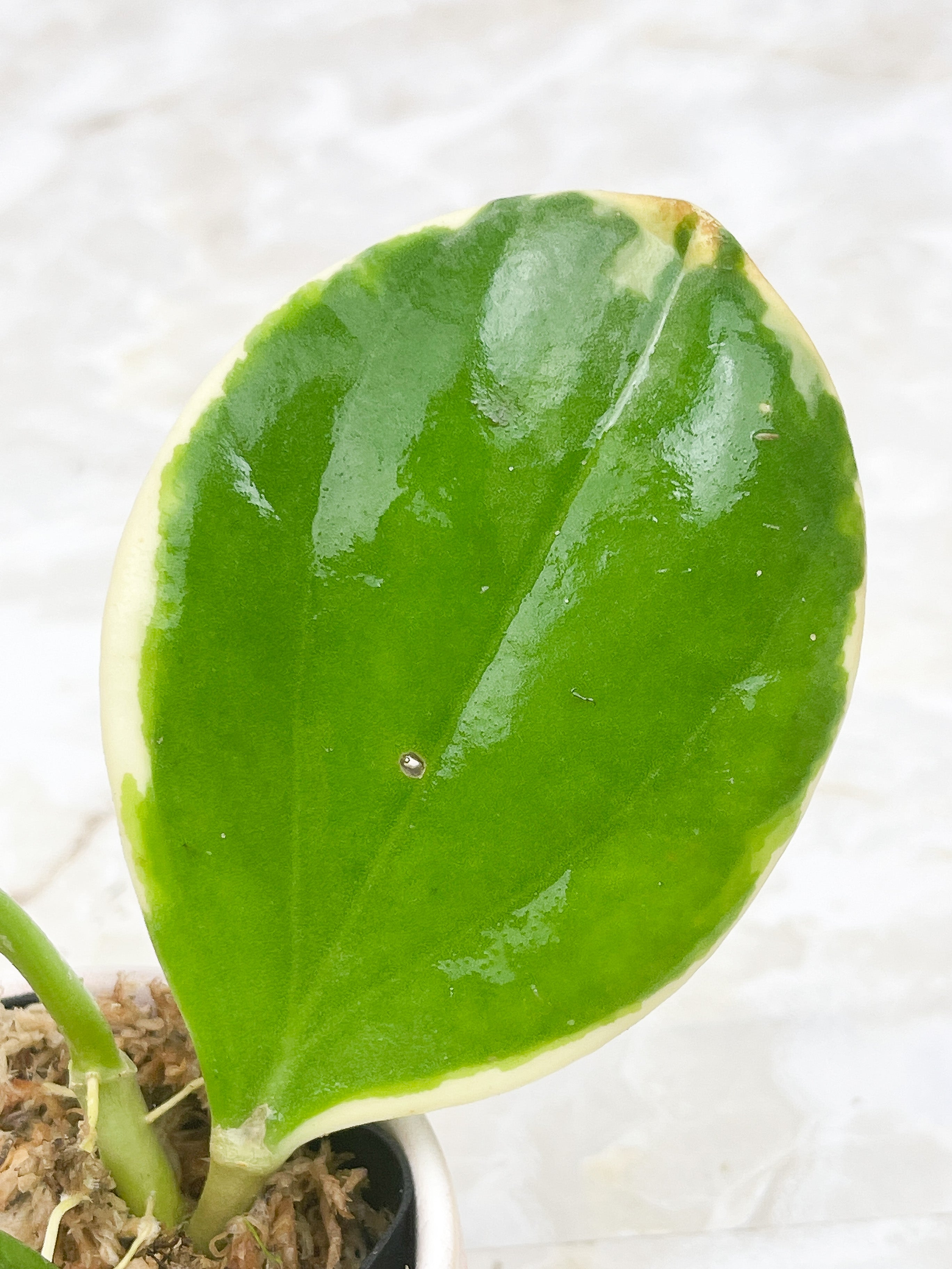 Hoya pachyclada variegated "New moon"