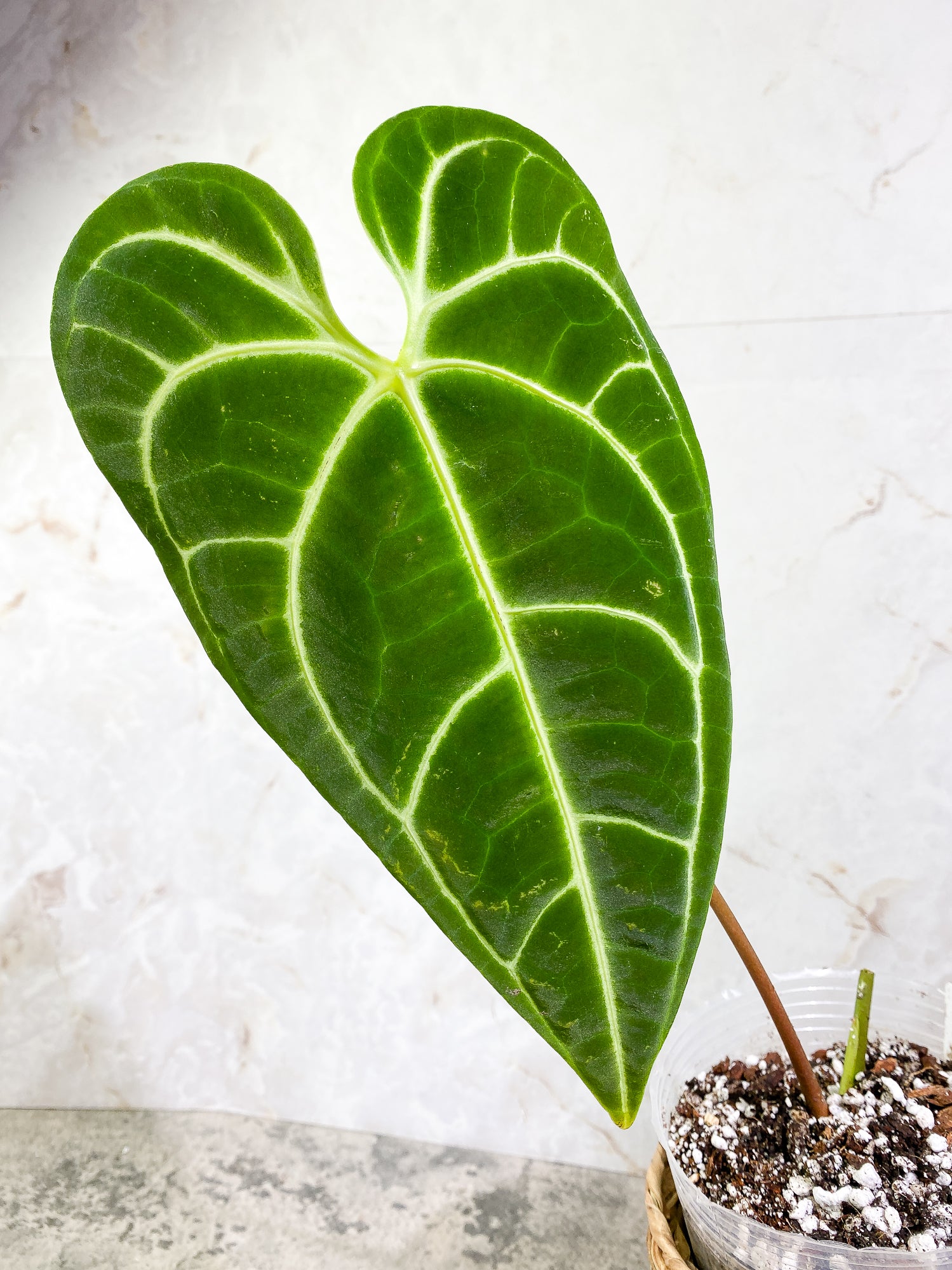 Anthurium Regale long form 1 leaf Rooted