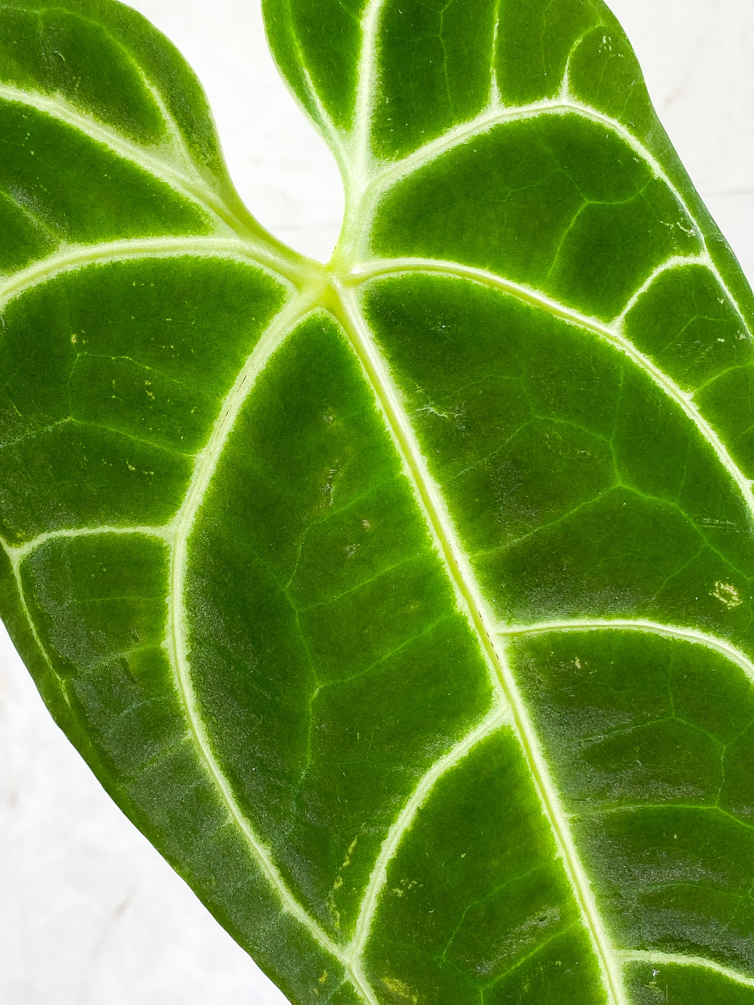 Anthurium Regale long form 1 leaf Rooted