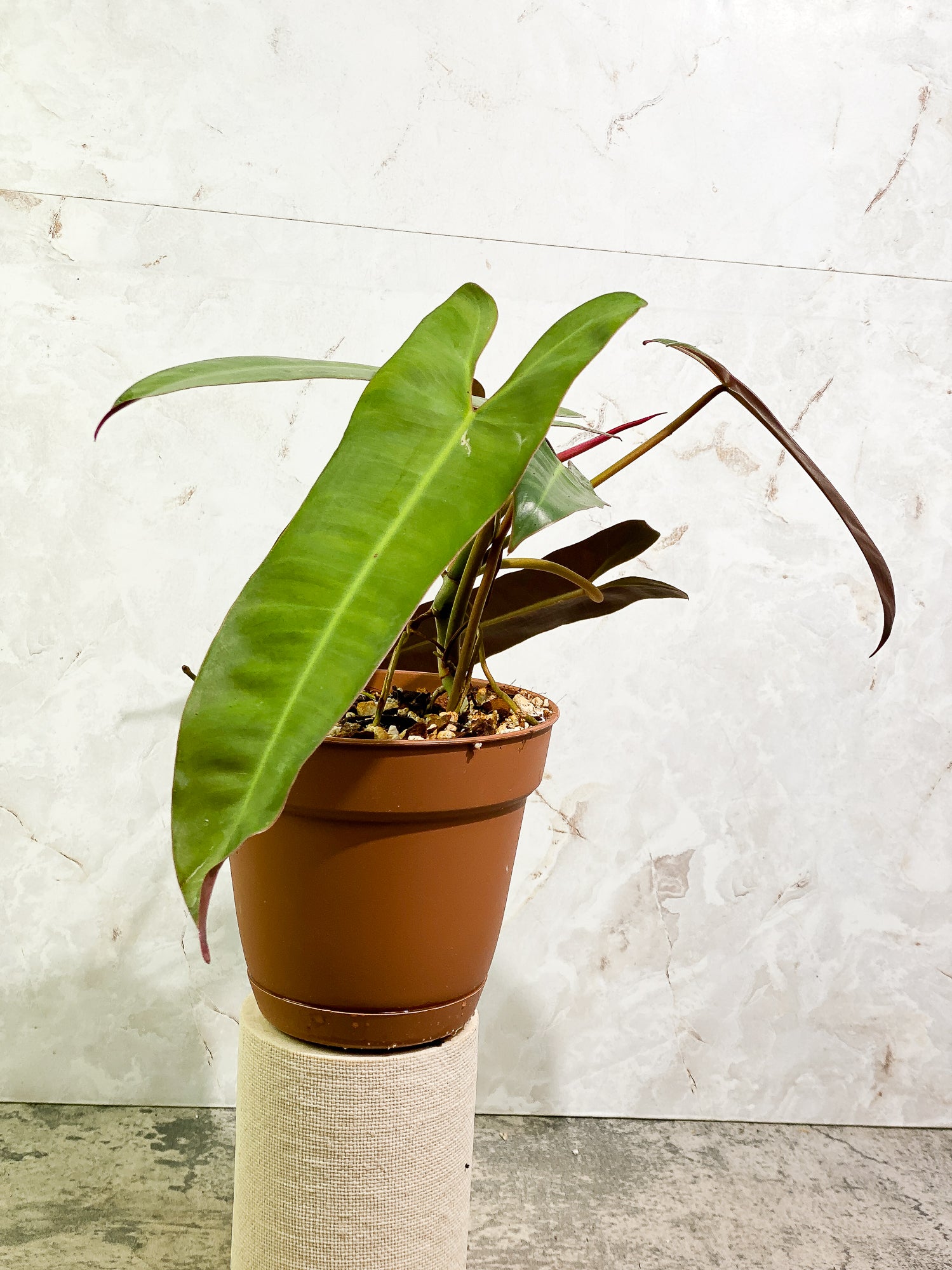 Philodendron Atabapoense 5 leaves 1 sprout fully rooted