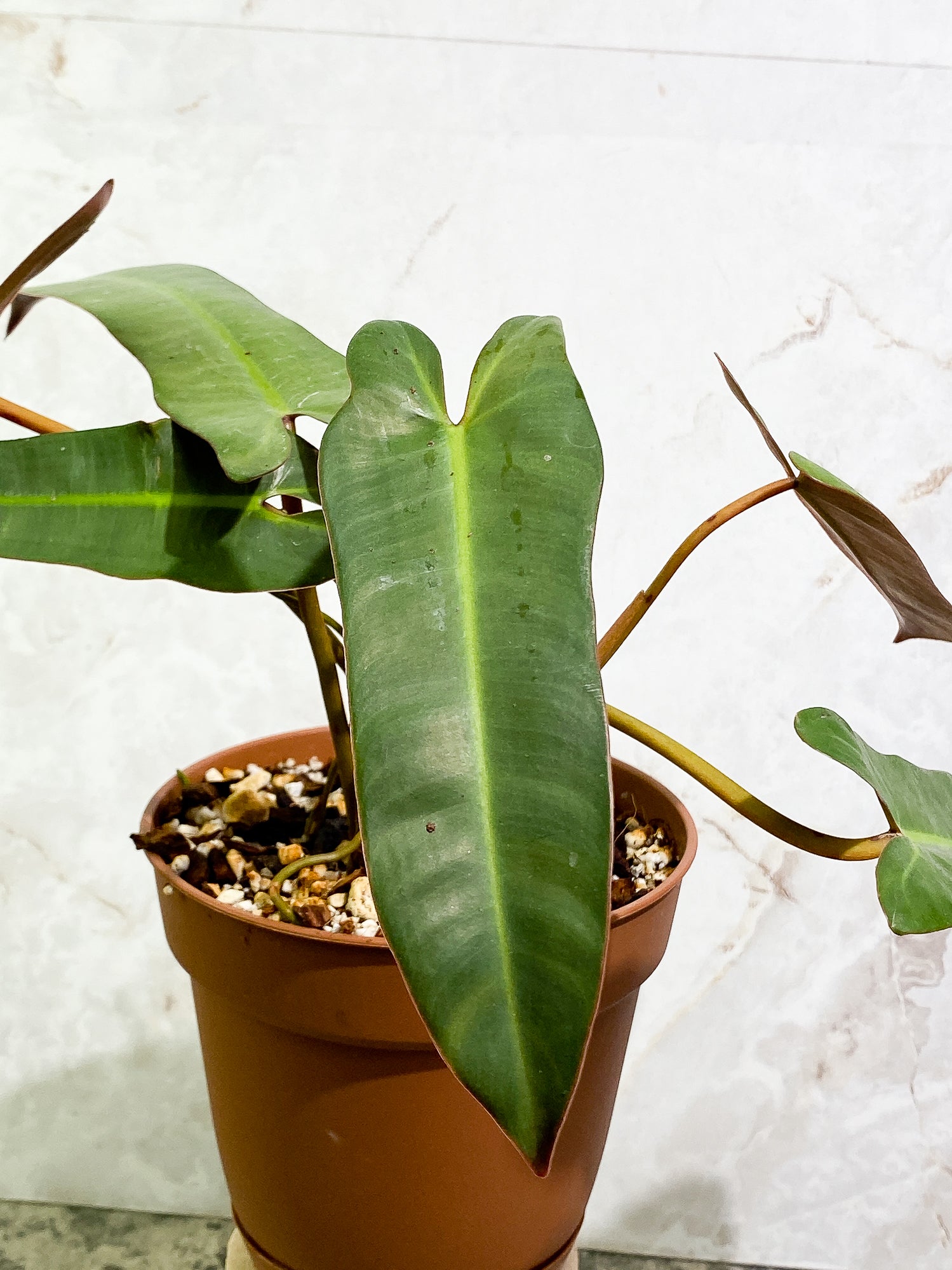 Philodendron Atabapoense 5 leaves 1 sprout fully rooted