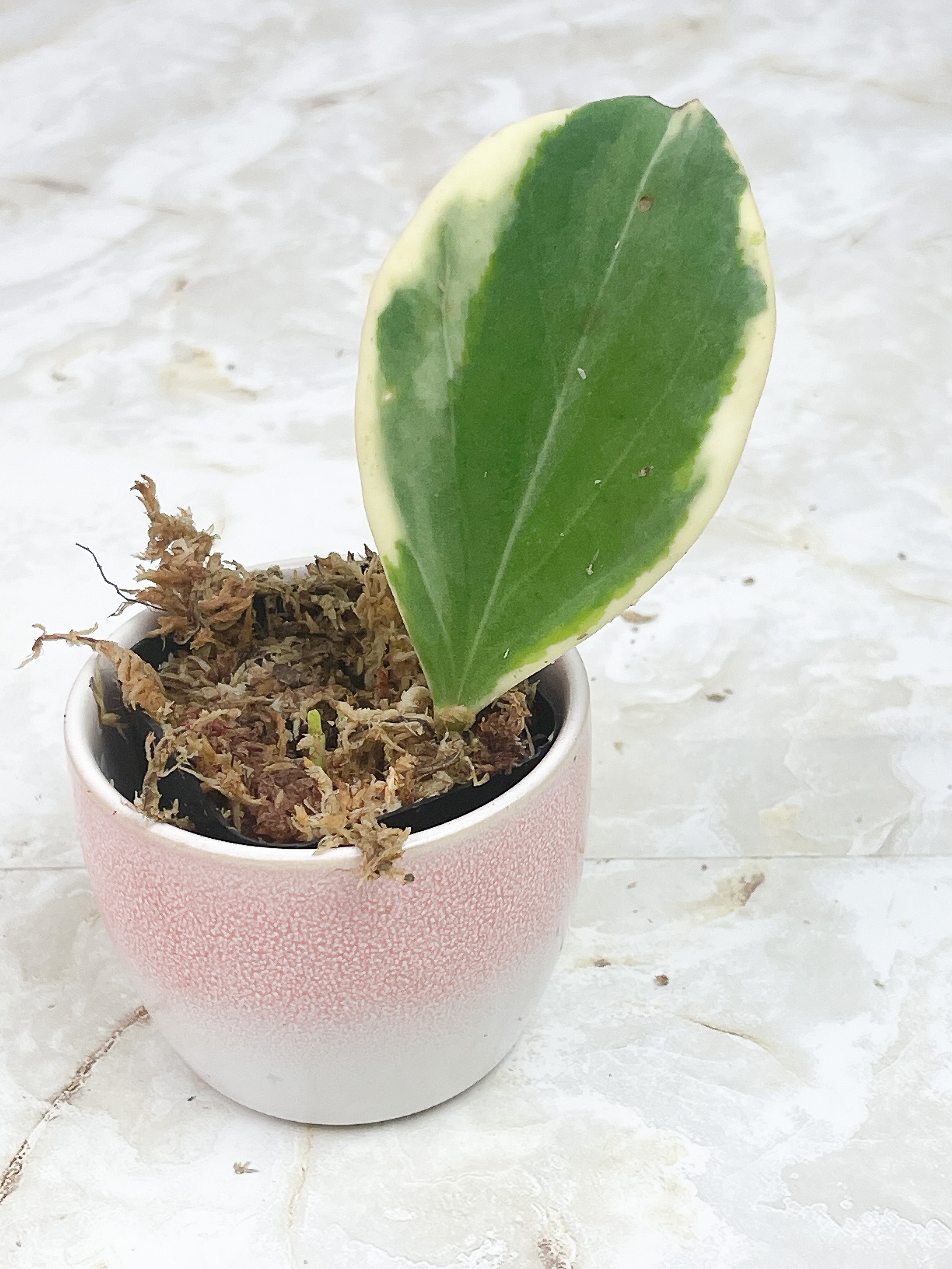 Hoya pachyclada variegated "New moon"