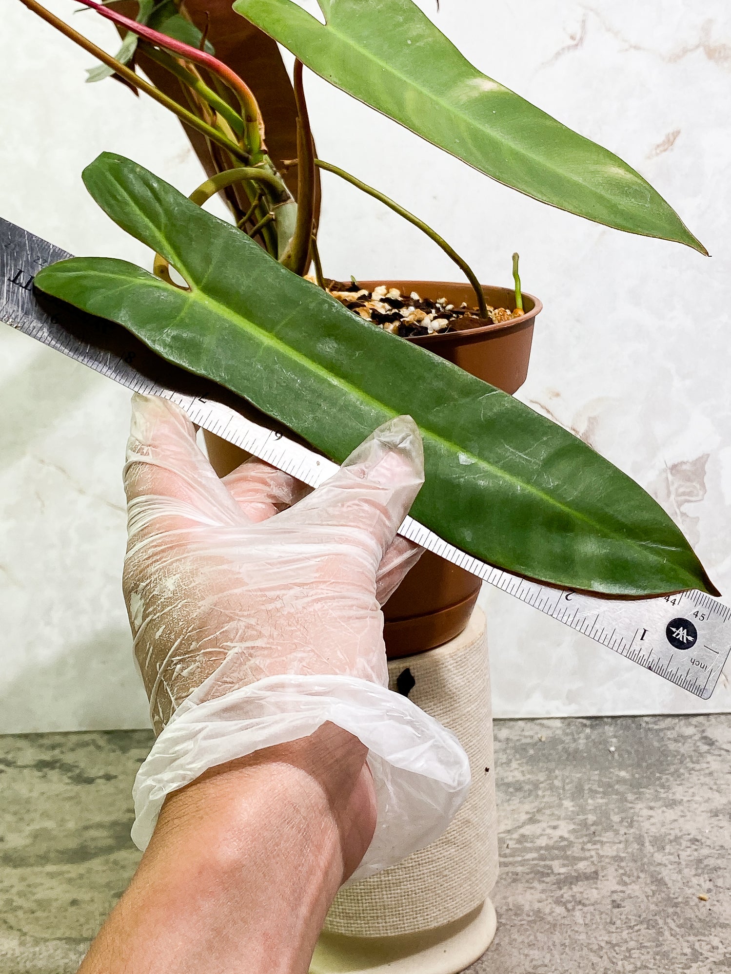 Philodendron Atabapoense 5 leaves 1 sprout fully rooted