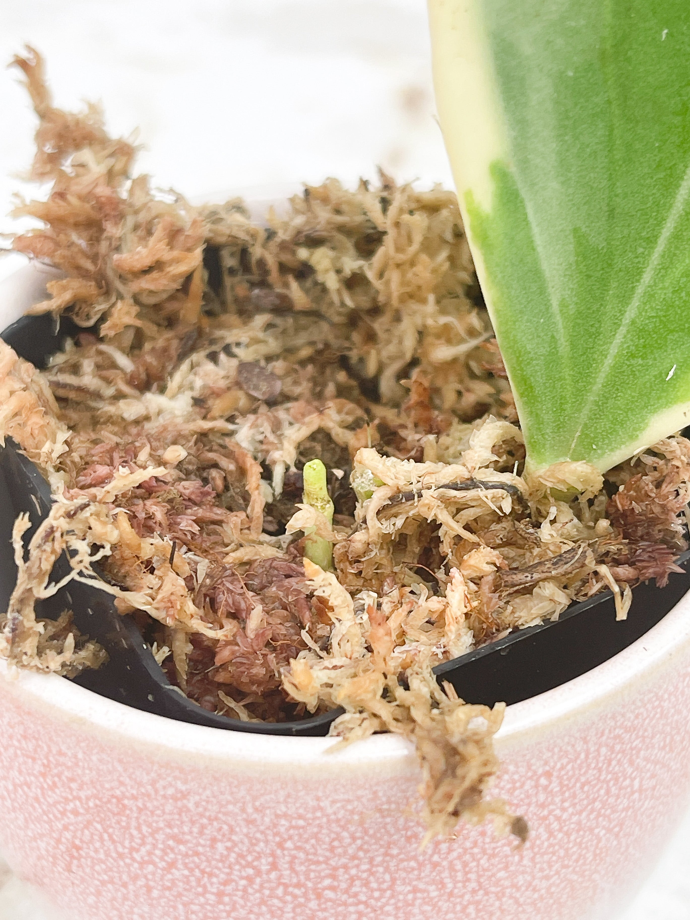 Hoya pachyclada variegated "New moon"