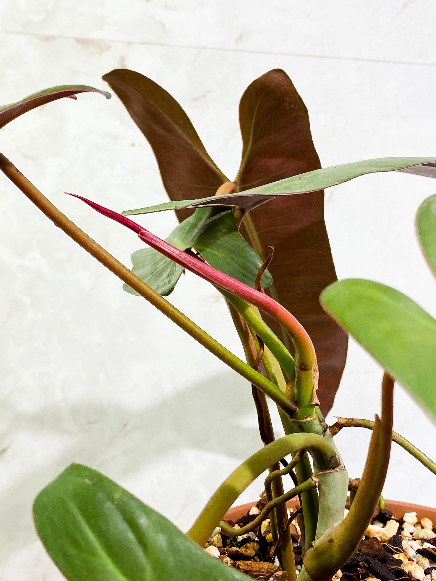 Philodendron Atabapoense 5 leaves 1 sprout fully rooted