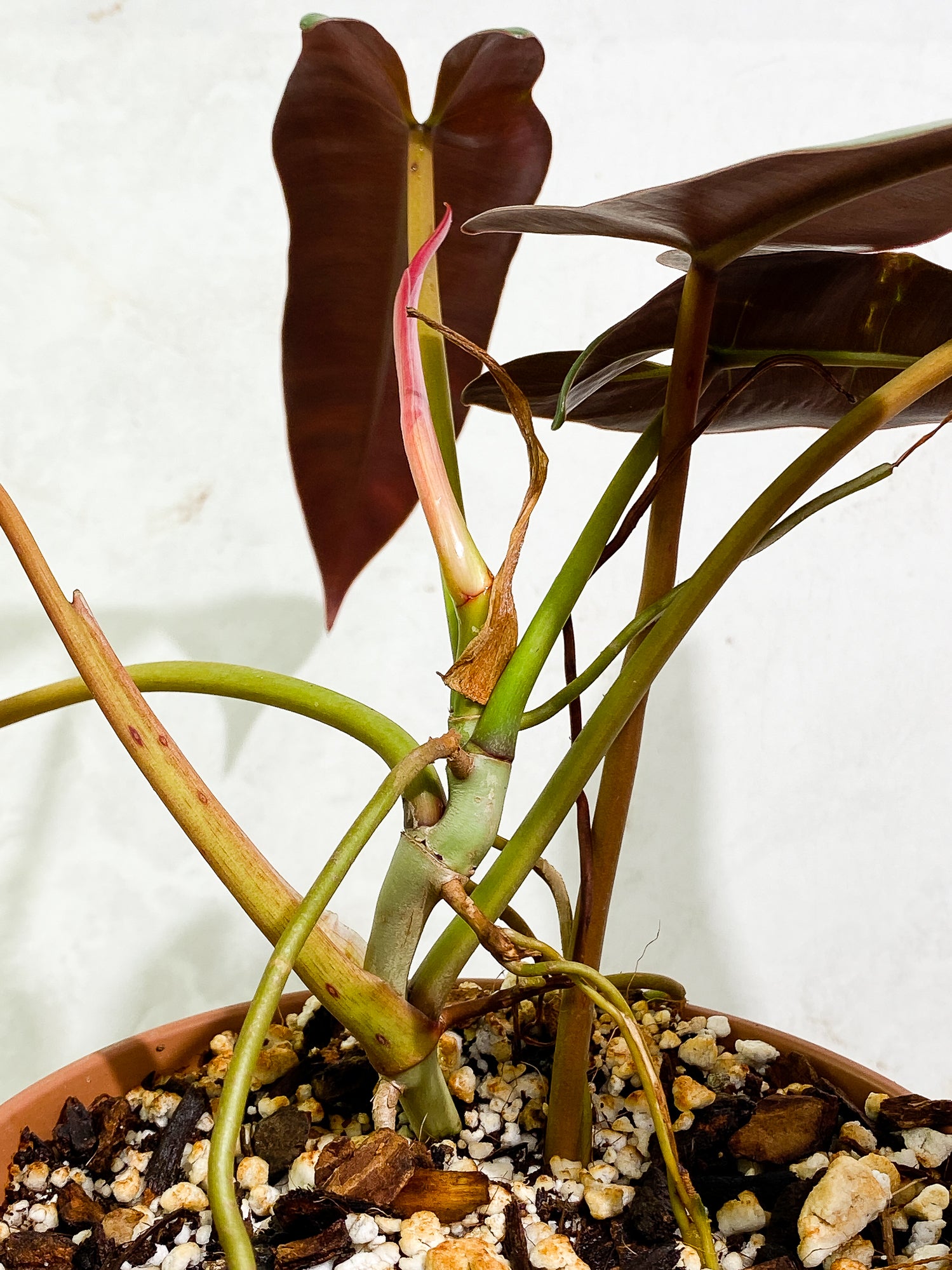 Philodendron Atabapoense 5 leaves 1 sprout fully rooted