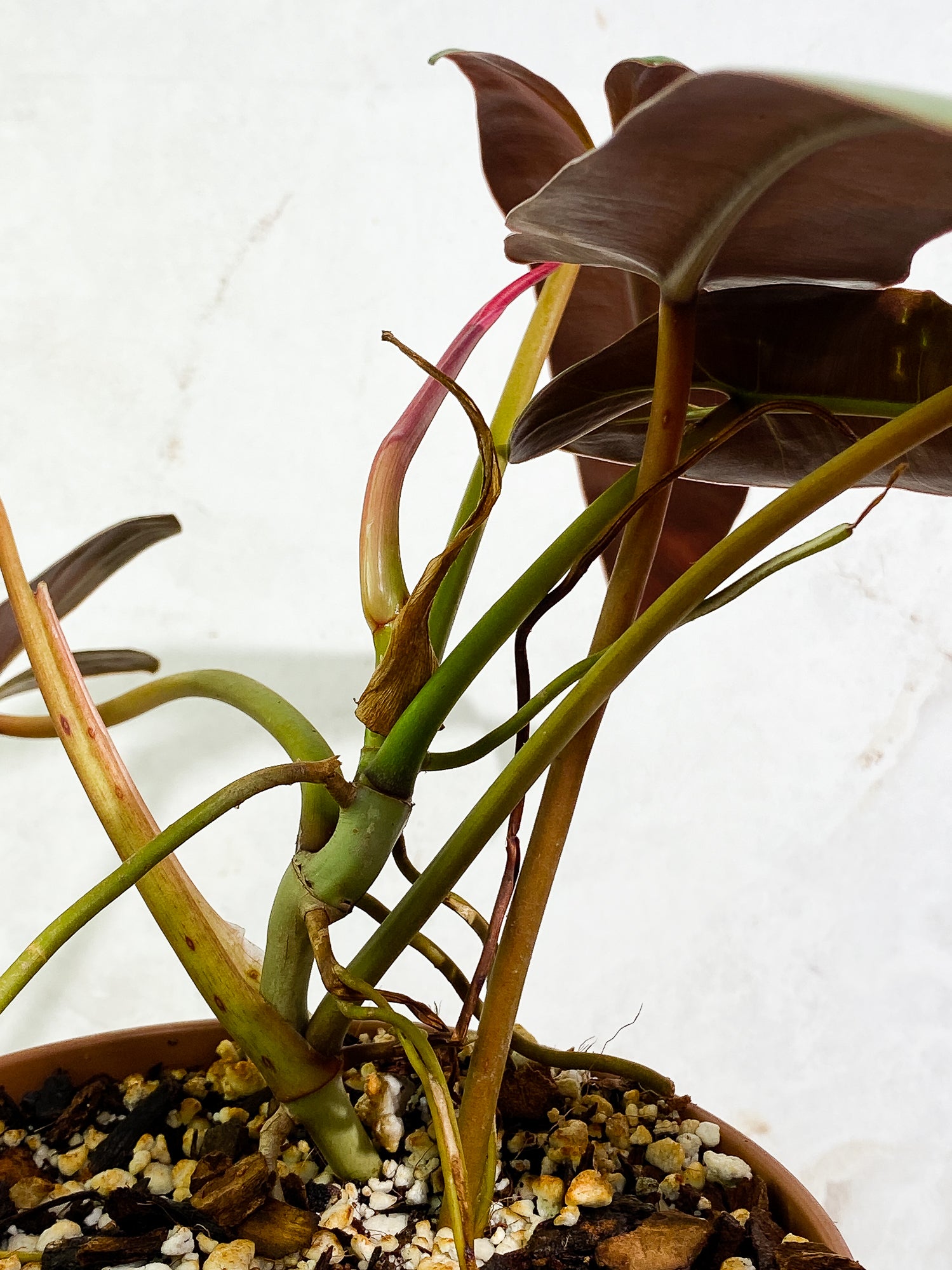 Philodendron Atabapoense 5 leaves 1 sprout fully rooted