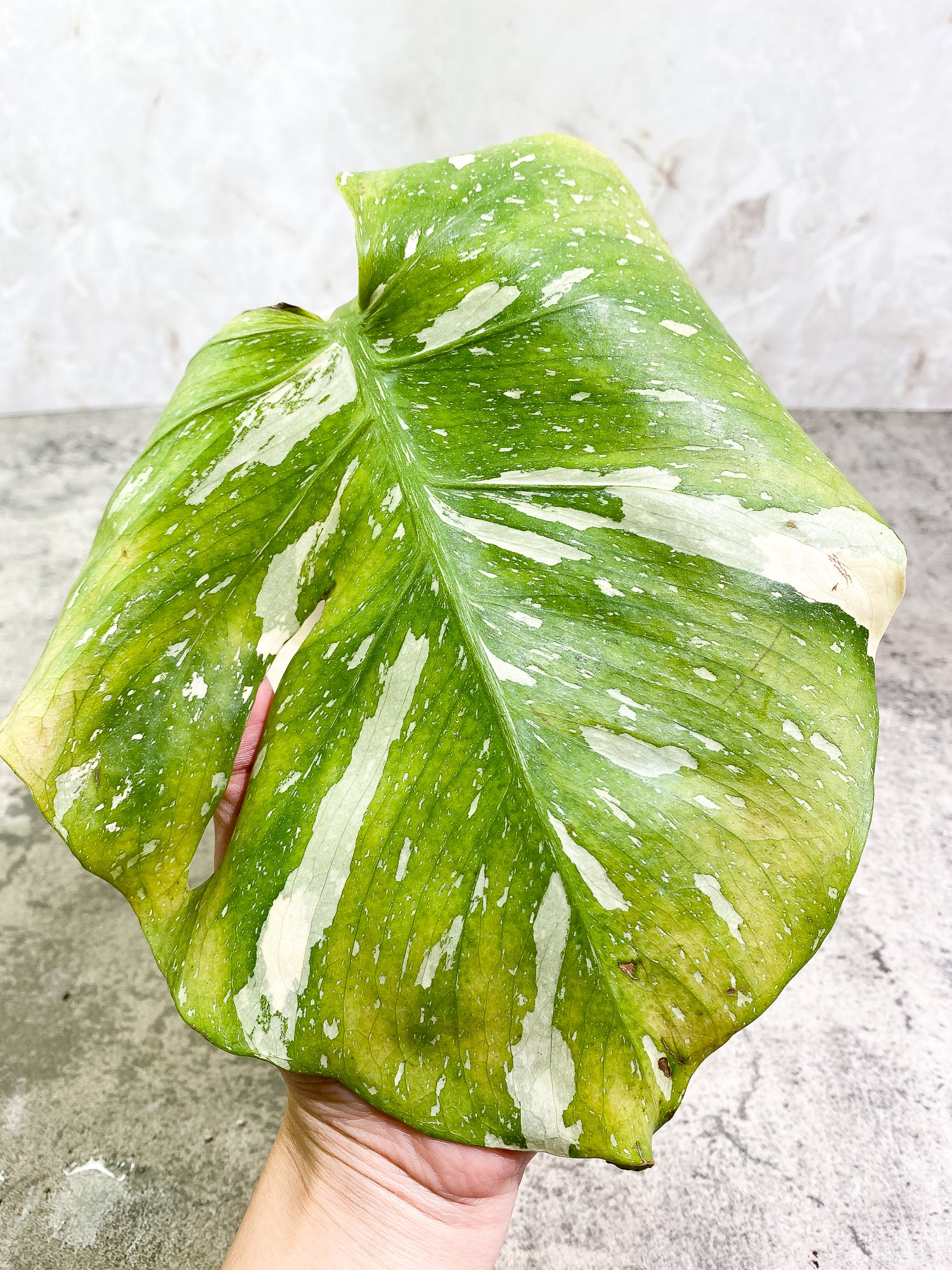 MOnstera Thai Constellation 1 leaf Slightly Rooted