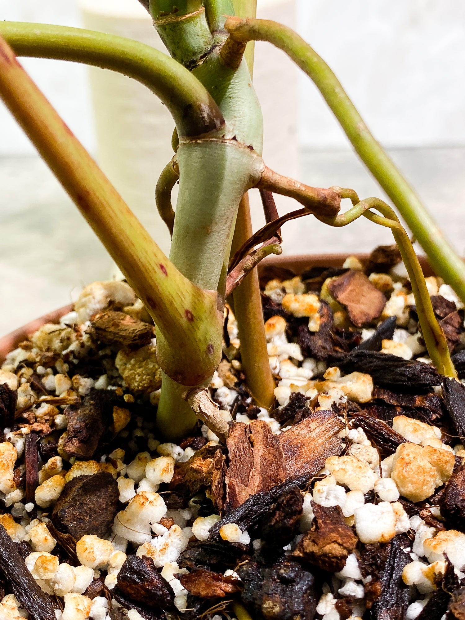 Philodendron Atabapoense 5 leaves 1 sprout fully rooted