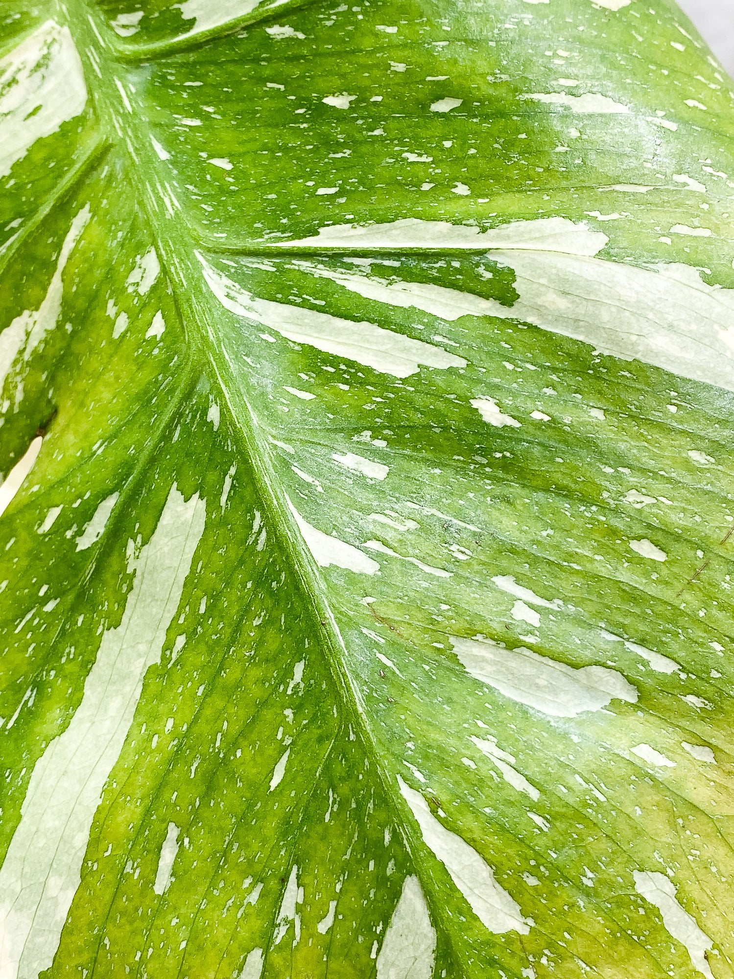 MOnstera Thai Constellation 1 leaf Slightly Rooted