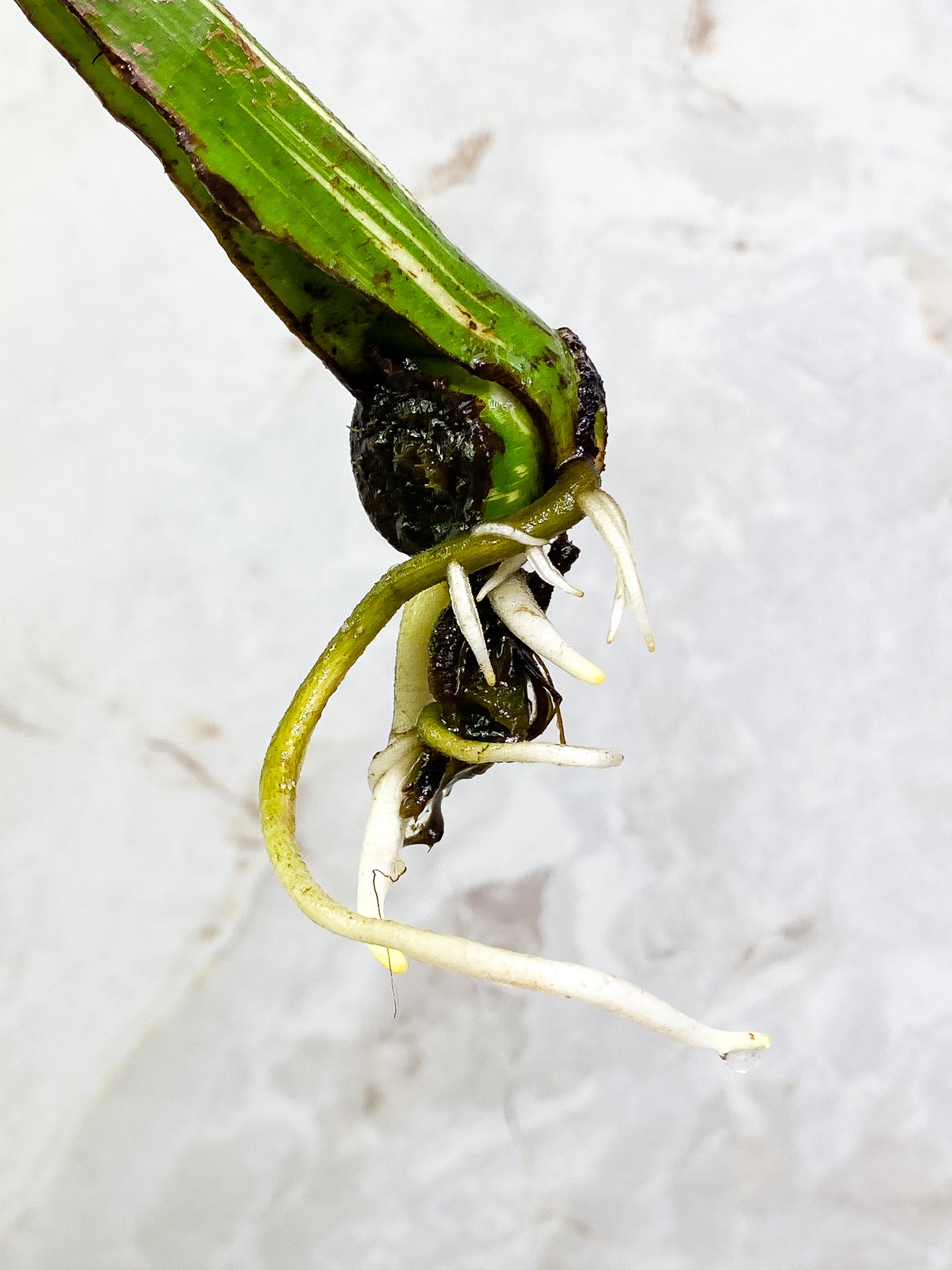 MOnstera Thai Constellation 1 leaf Slightly Rooted