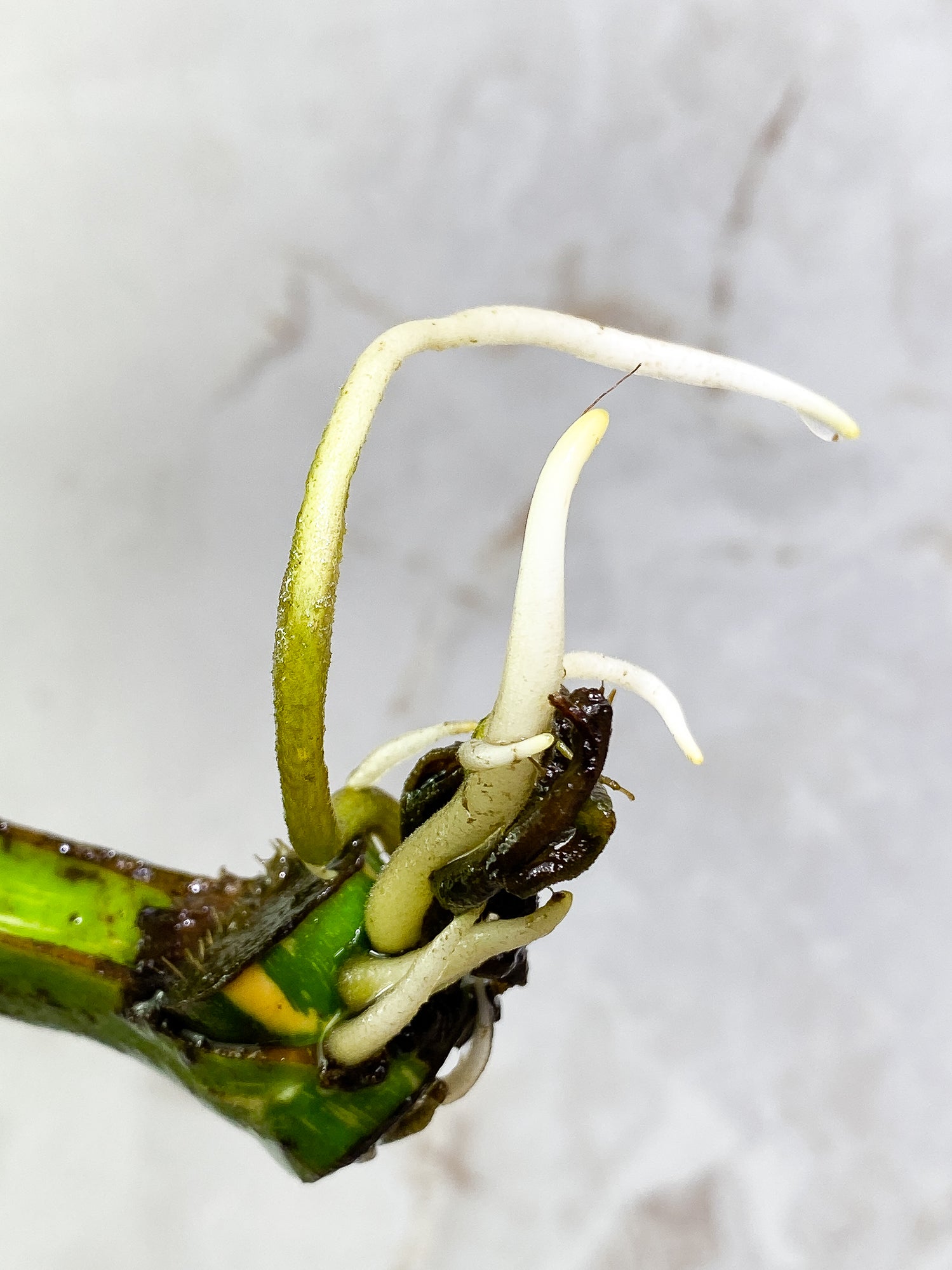 MOnstera Thai Constellation 1 leaf Slightly Rooted