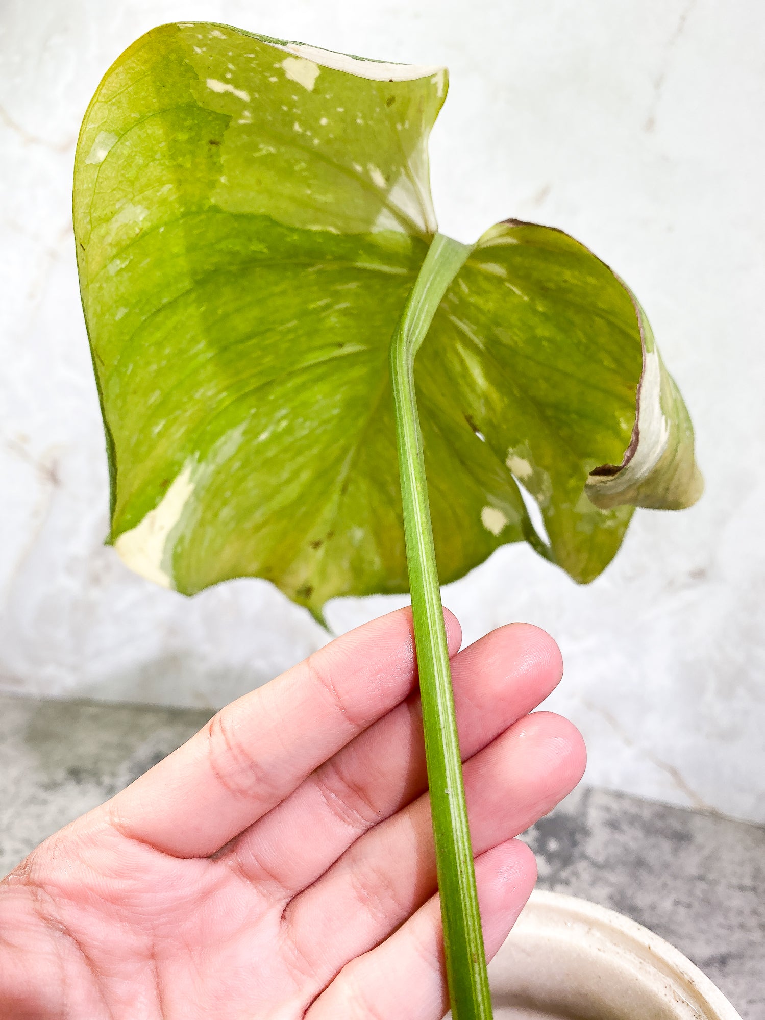 MOnstera Thai Constellation 1 leaf Slightly Rooted