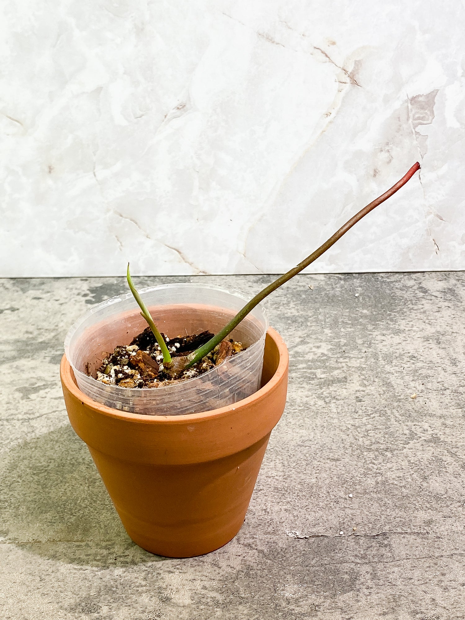 Philodendron Joepii sprout fully rooted