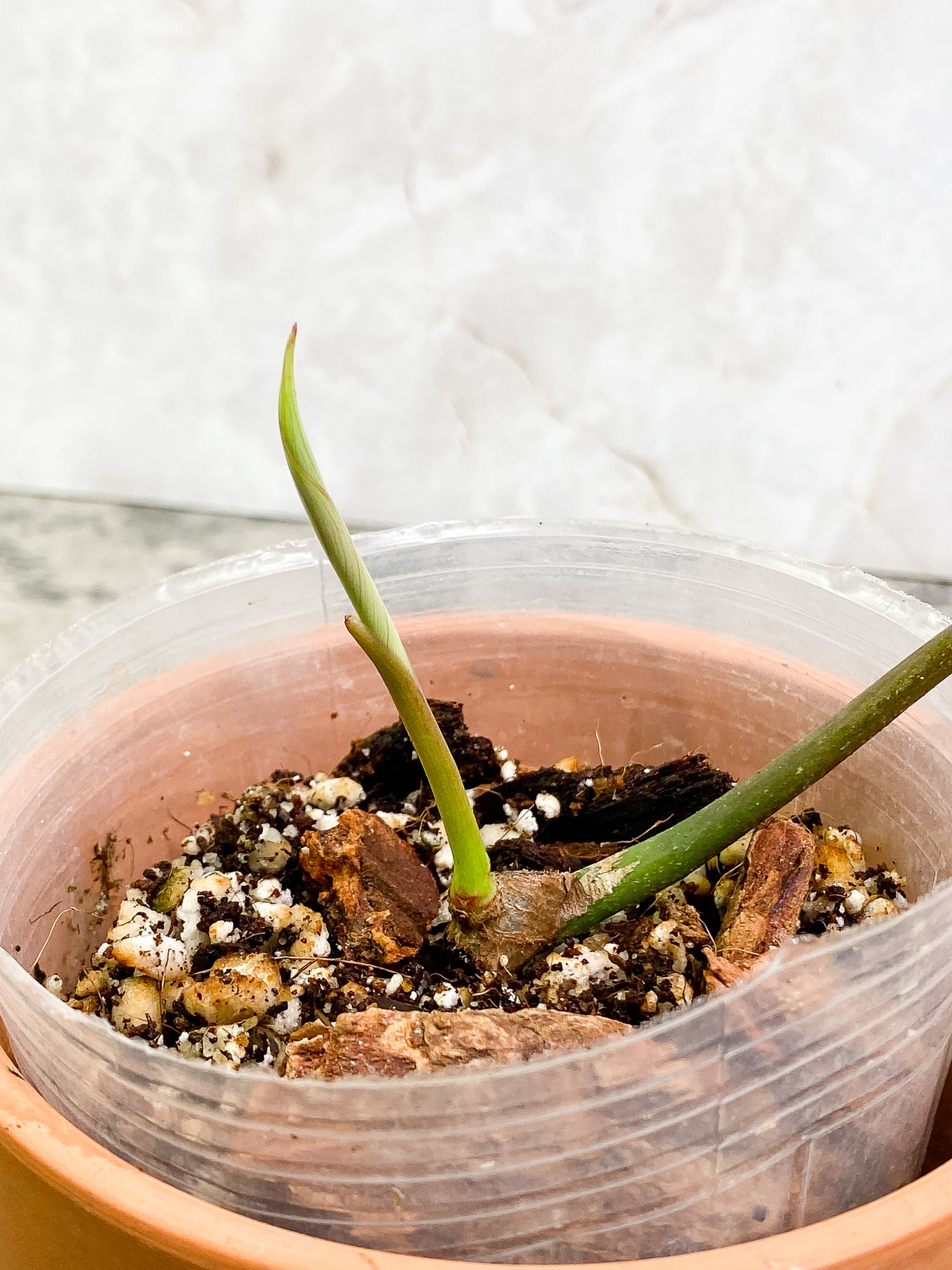 Philodendron Joepii sprout fully rooted