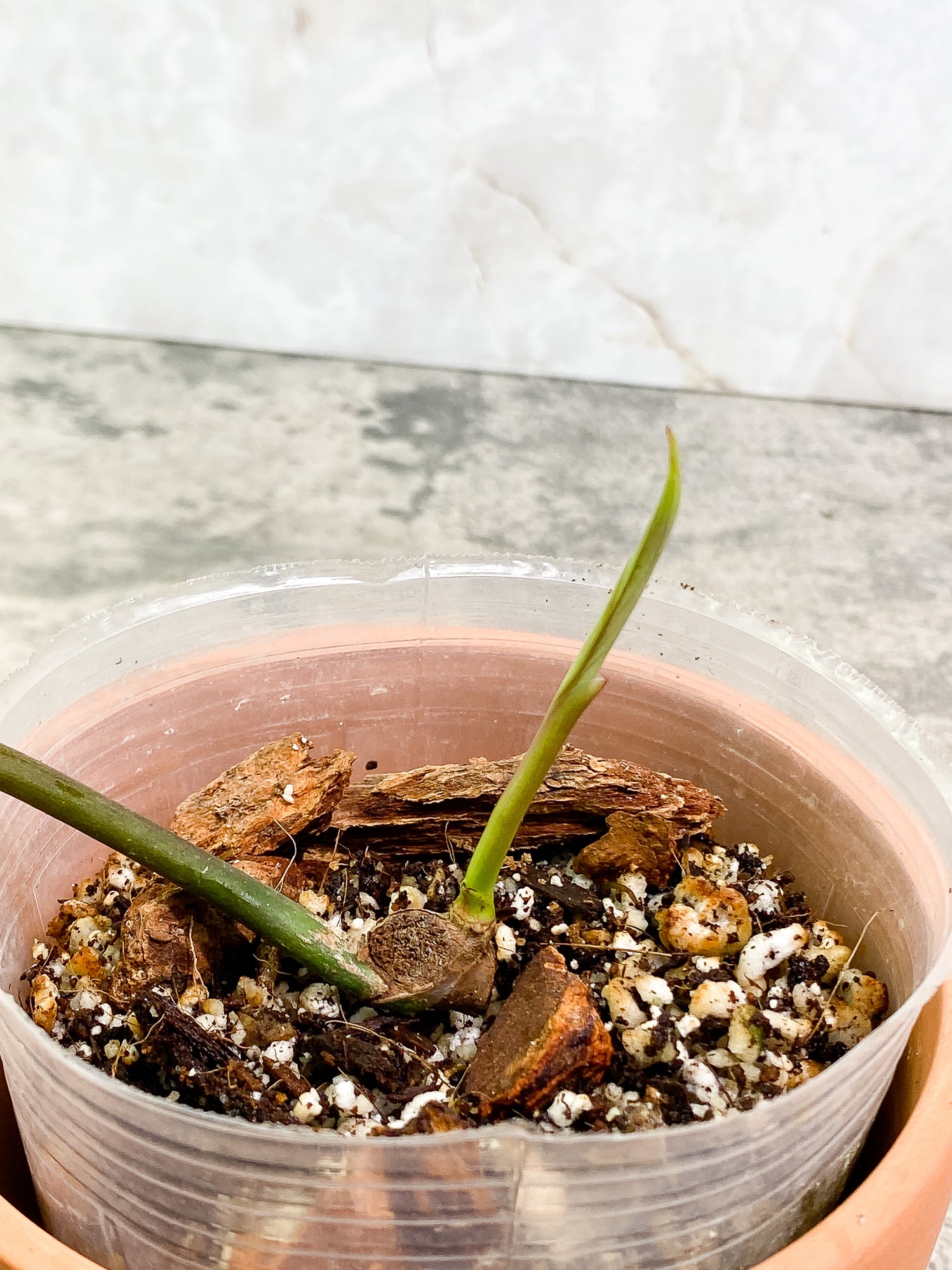 Philodendron Joepii sprout fully rooted