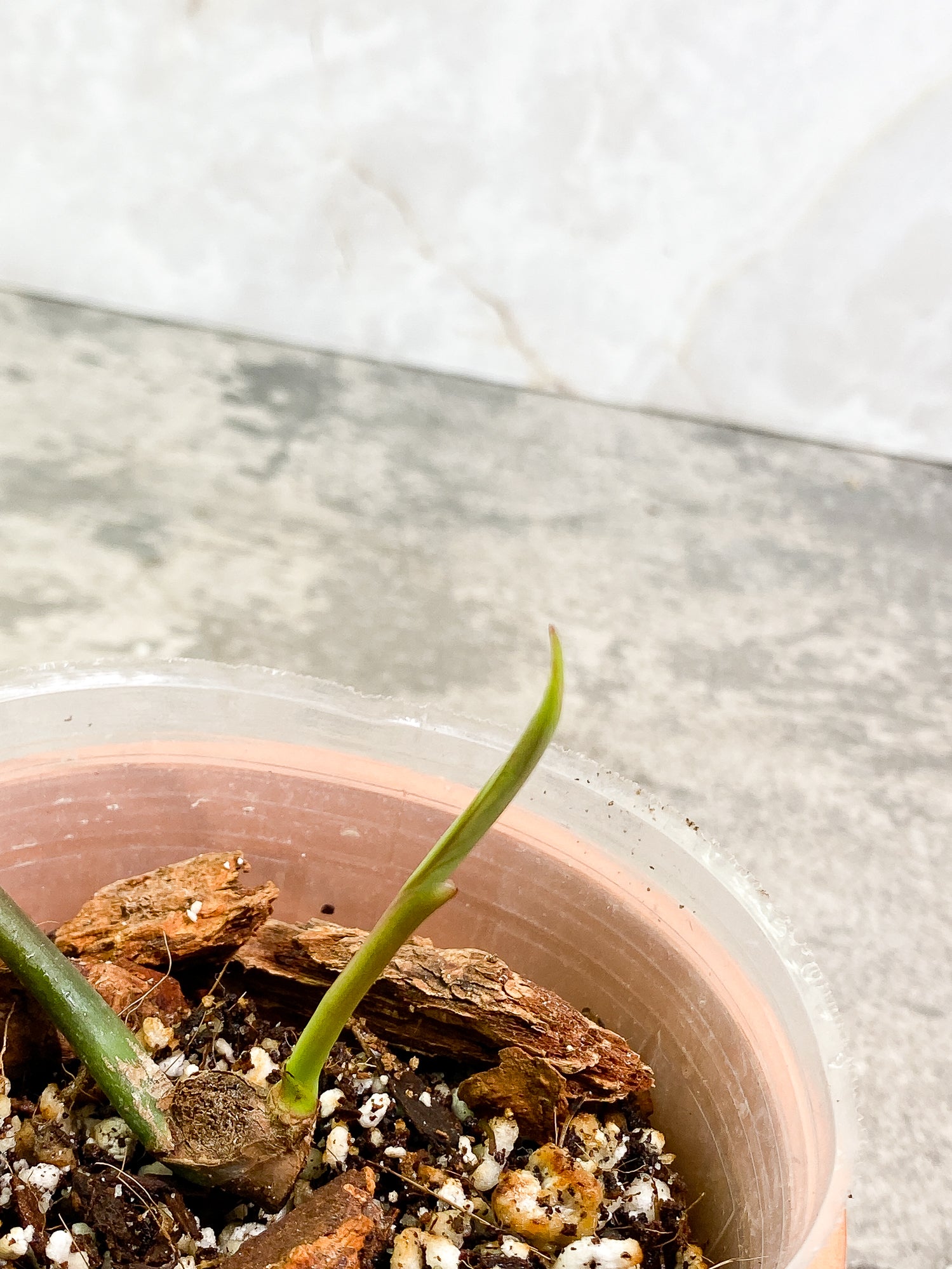 Philodendron Joepii sprout fully rooted