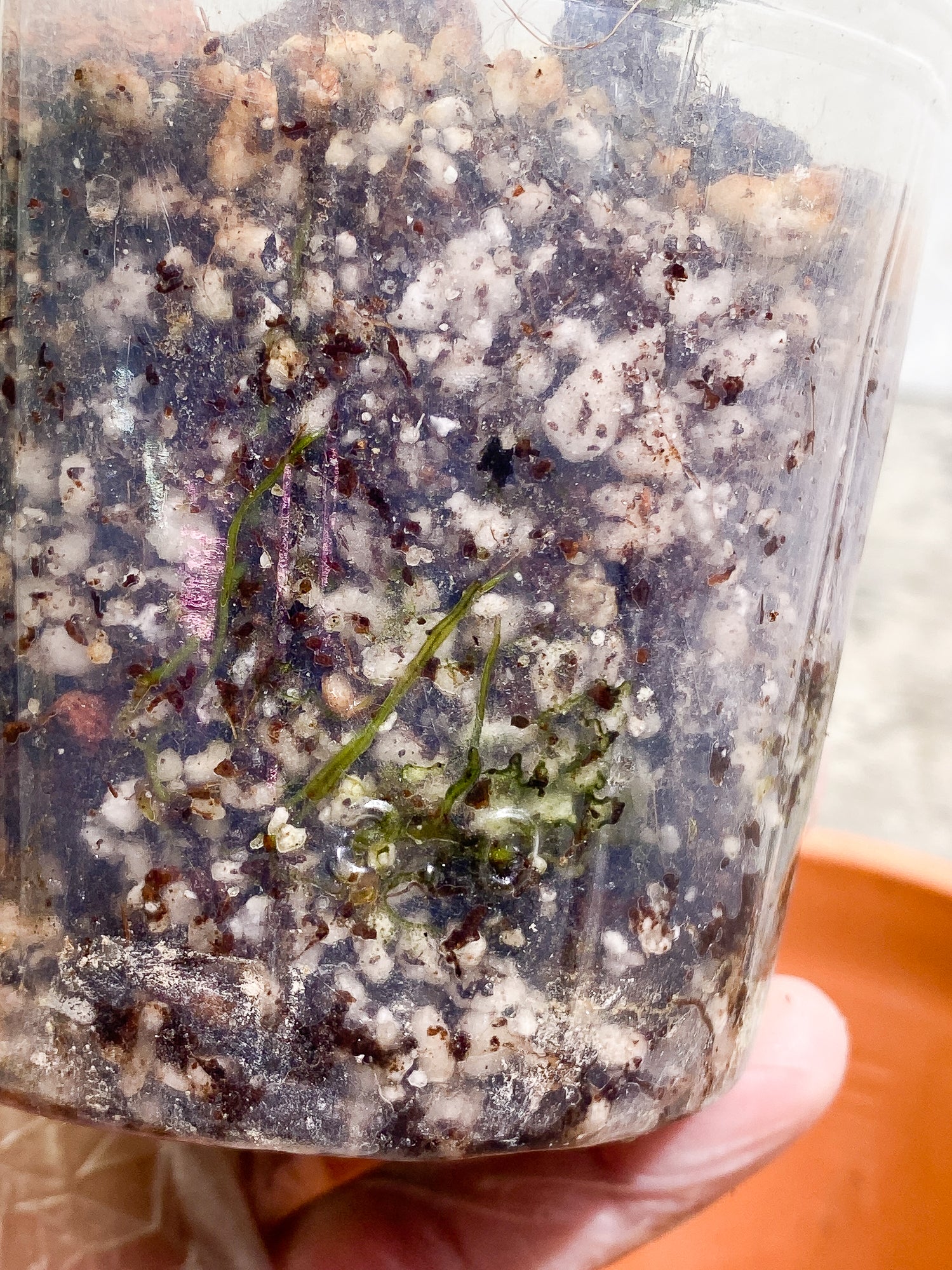 Philodendron Joepii sprout fully rooted