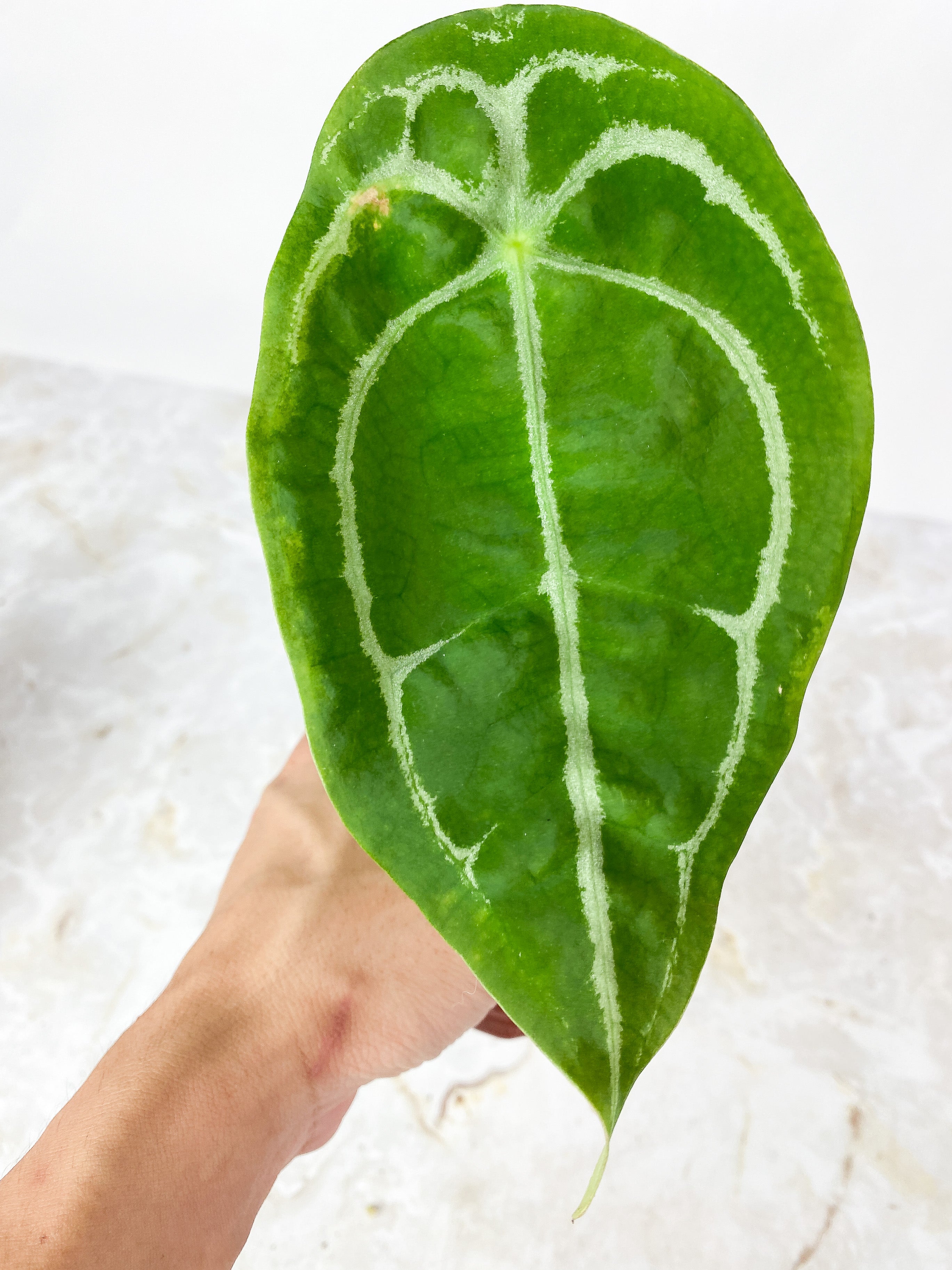 Anthurium forgetii x crystallinum rooted 3 leaves