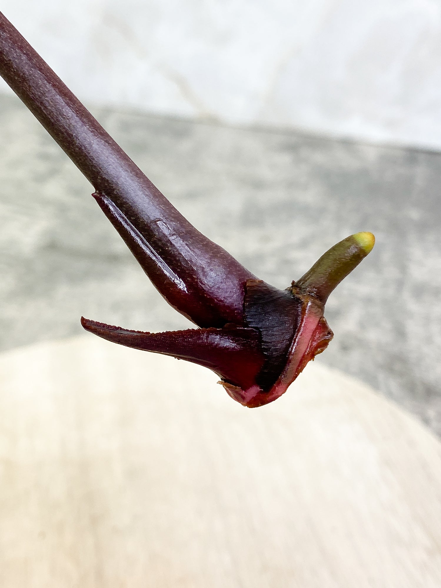 ANTHURIUM ACE OF SPADES 1 leaf 1 sprout Rooting