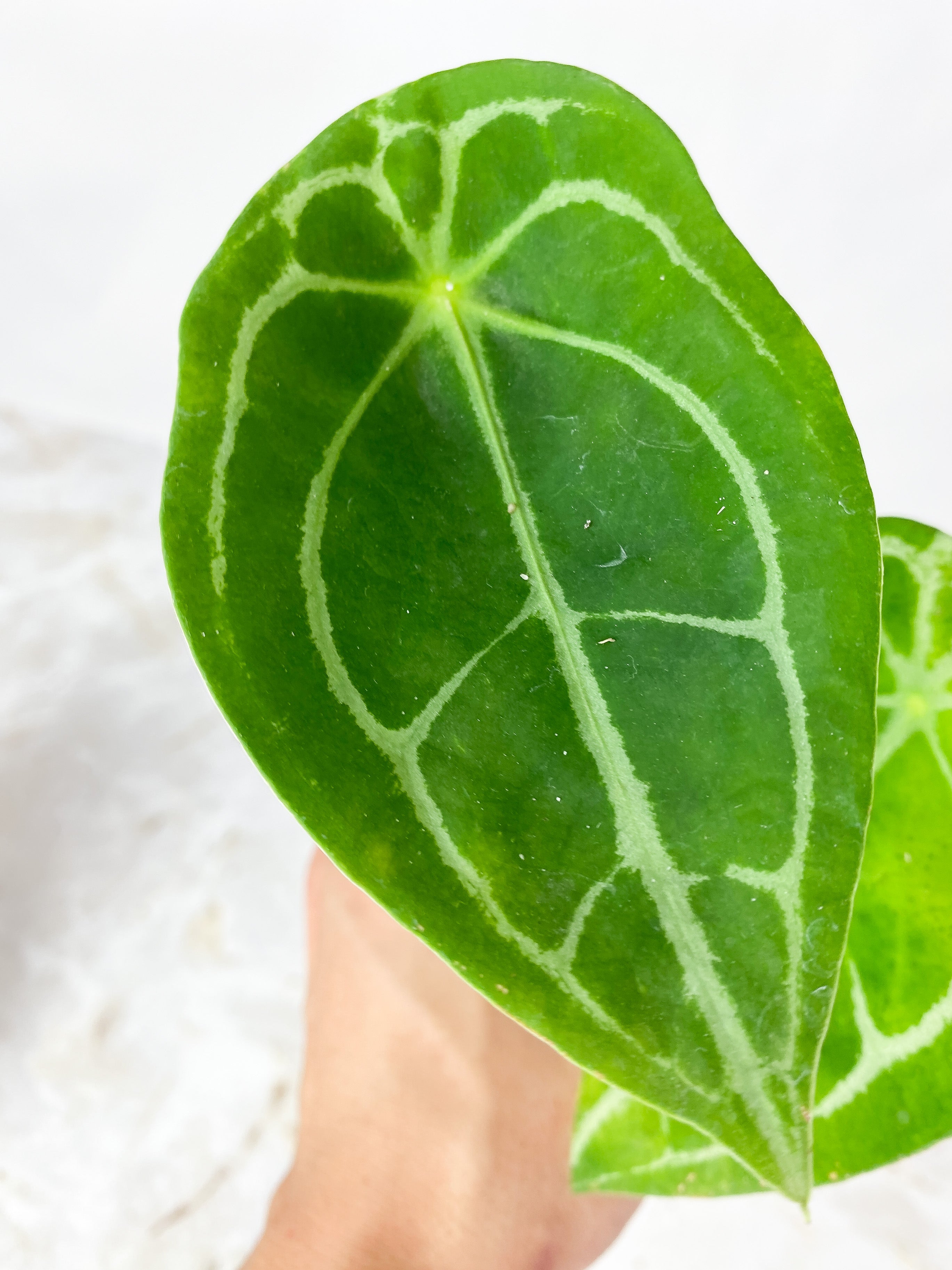 Anthurium forgetii x crystallinum rooted 3 leaves