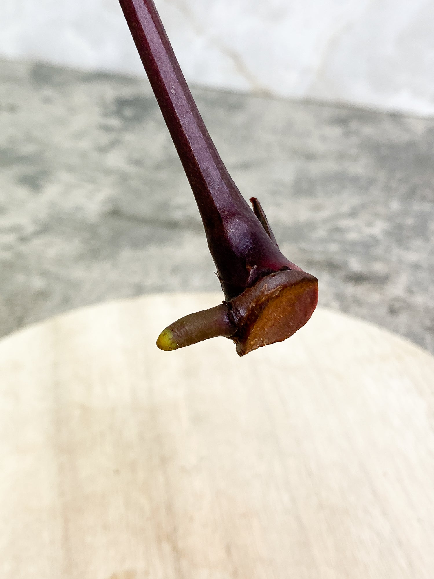 ANTHURIUM ACE OF SPADES 1 leaf 1 sprout Rooting