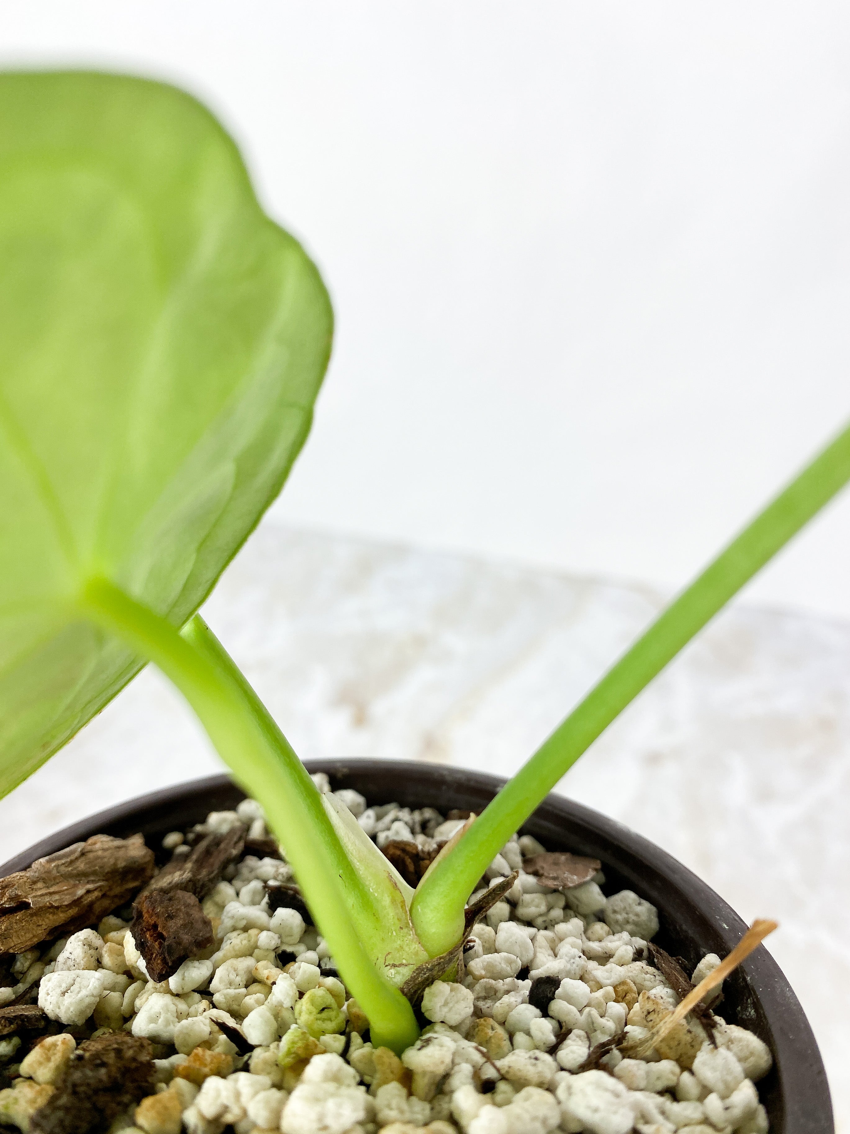 Anthurium forgetii x crystallinum rooted 3 leaves