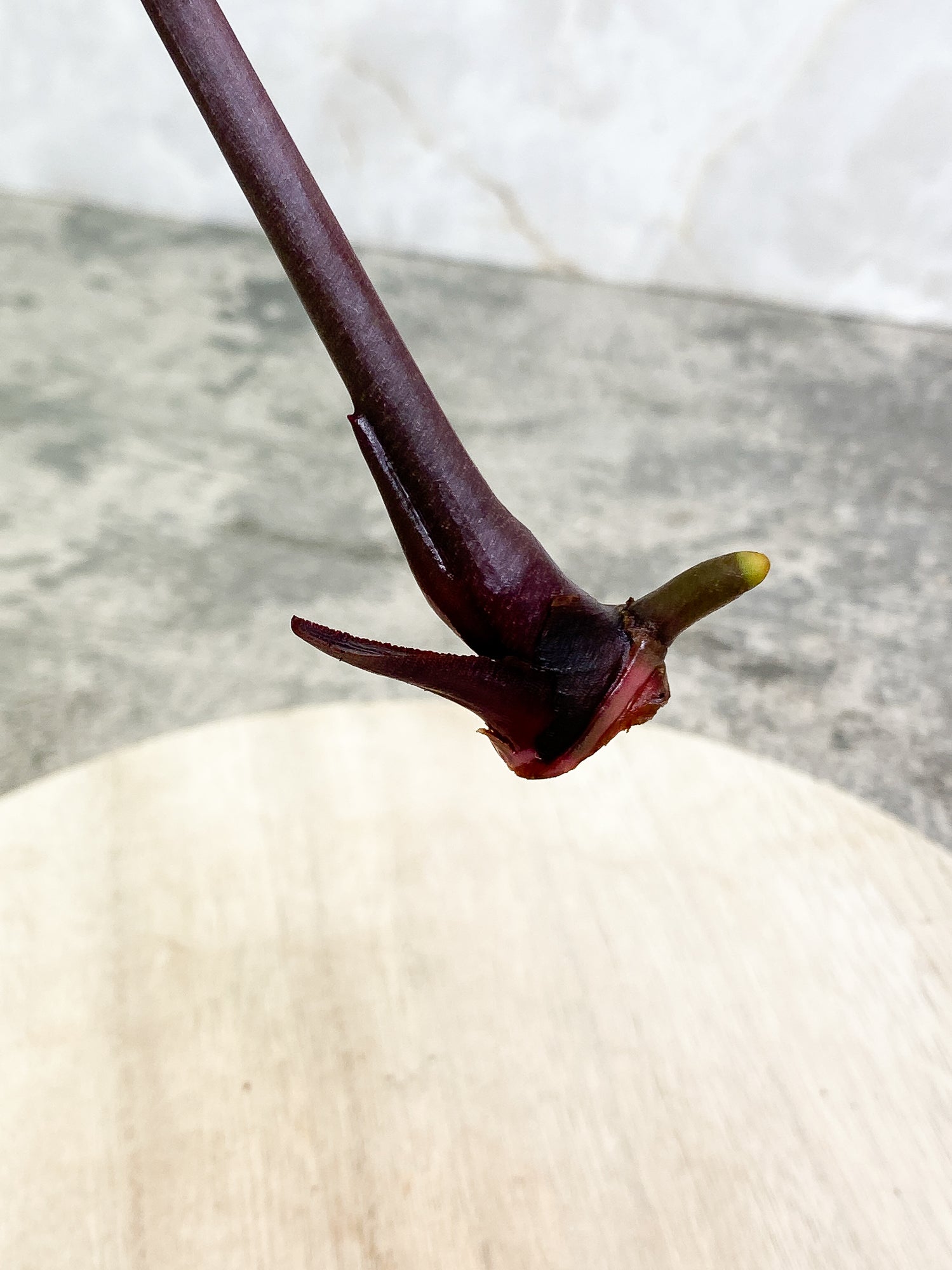 ANTHURIUM ACE OF SPADES 1 leaf 1 sprout Rooting