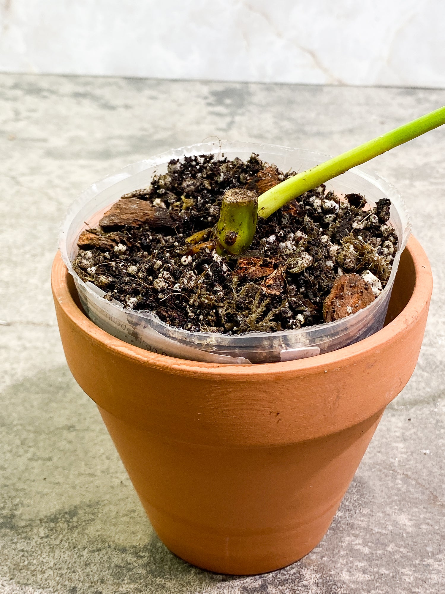 Philodendron Paraiso Verde node with 1 growth point fully rooted