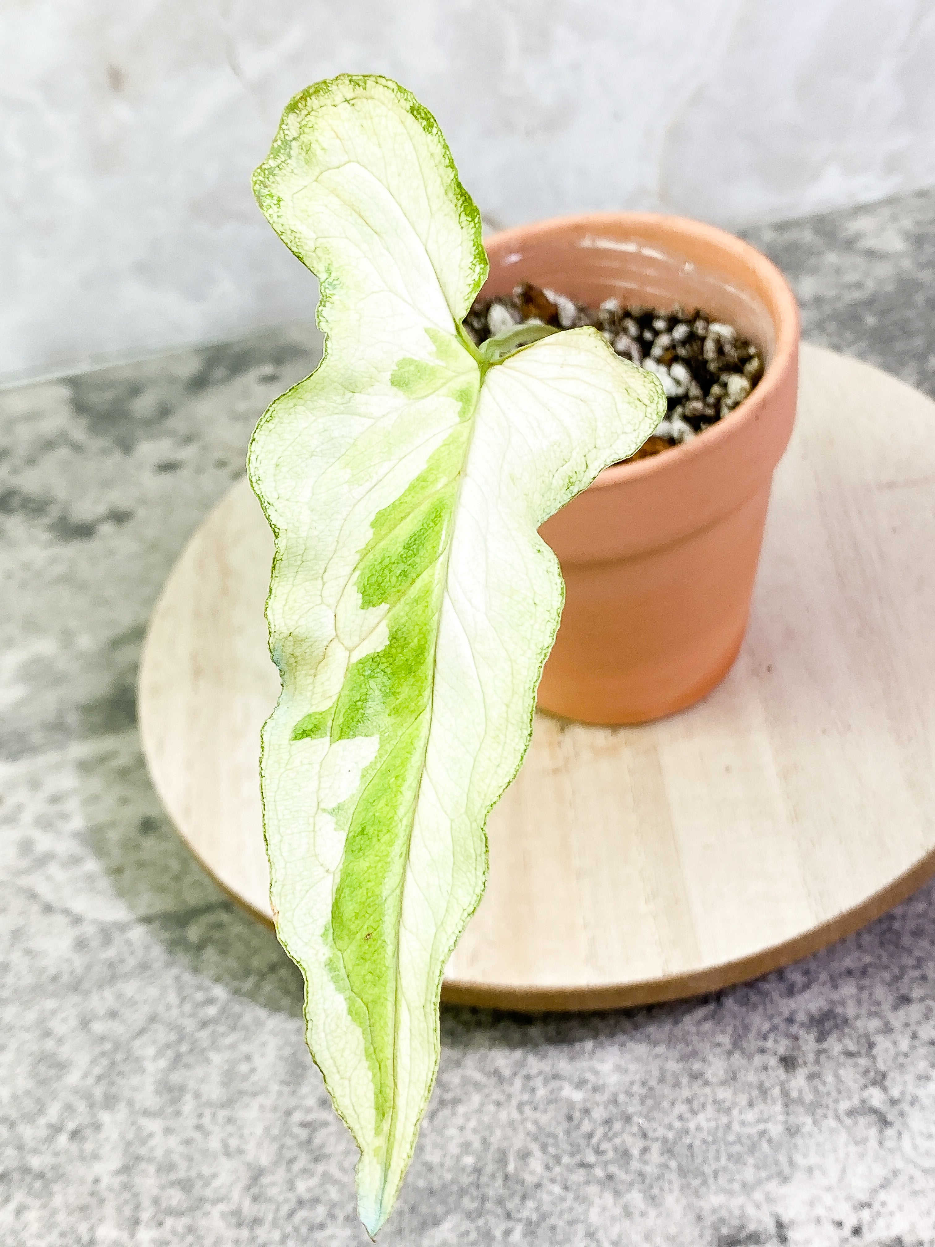 Syngonium 3king narrow form with 1 leaf and is rooted