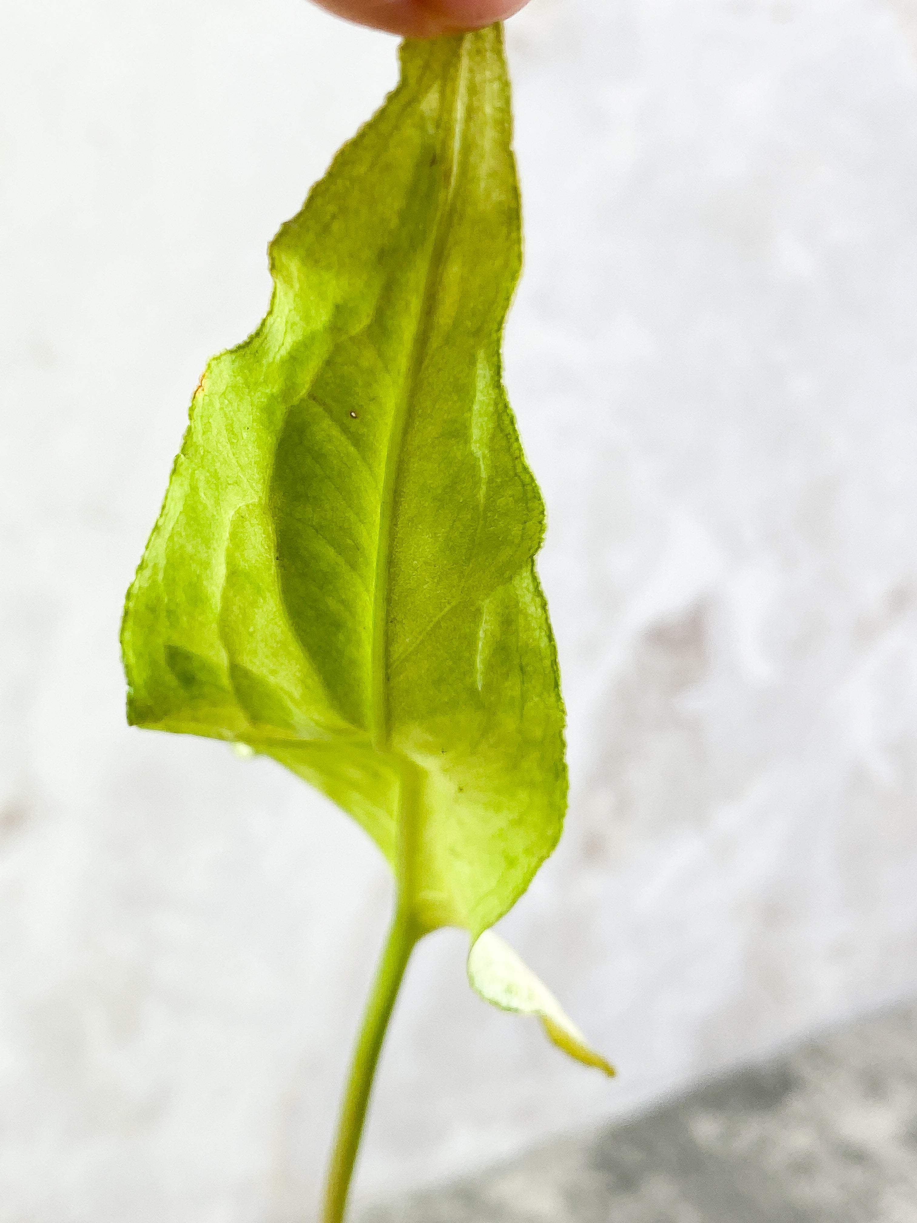 Syngonium 3king narrow form with 1 leaf and is rooted