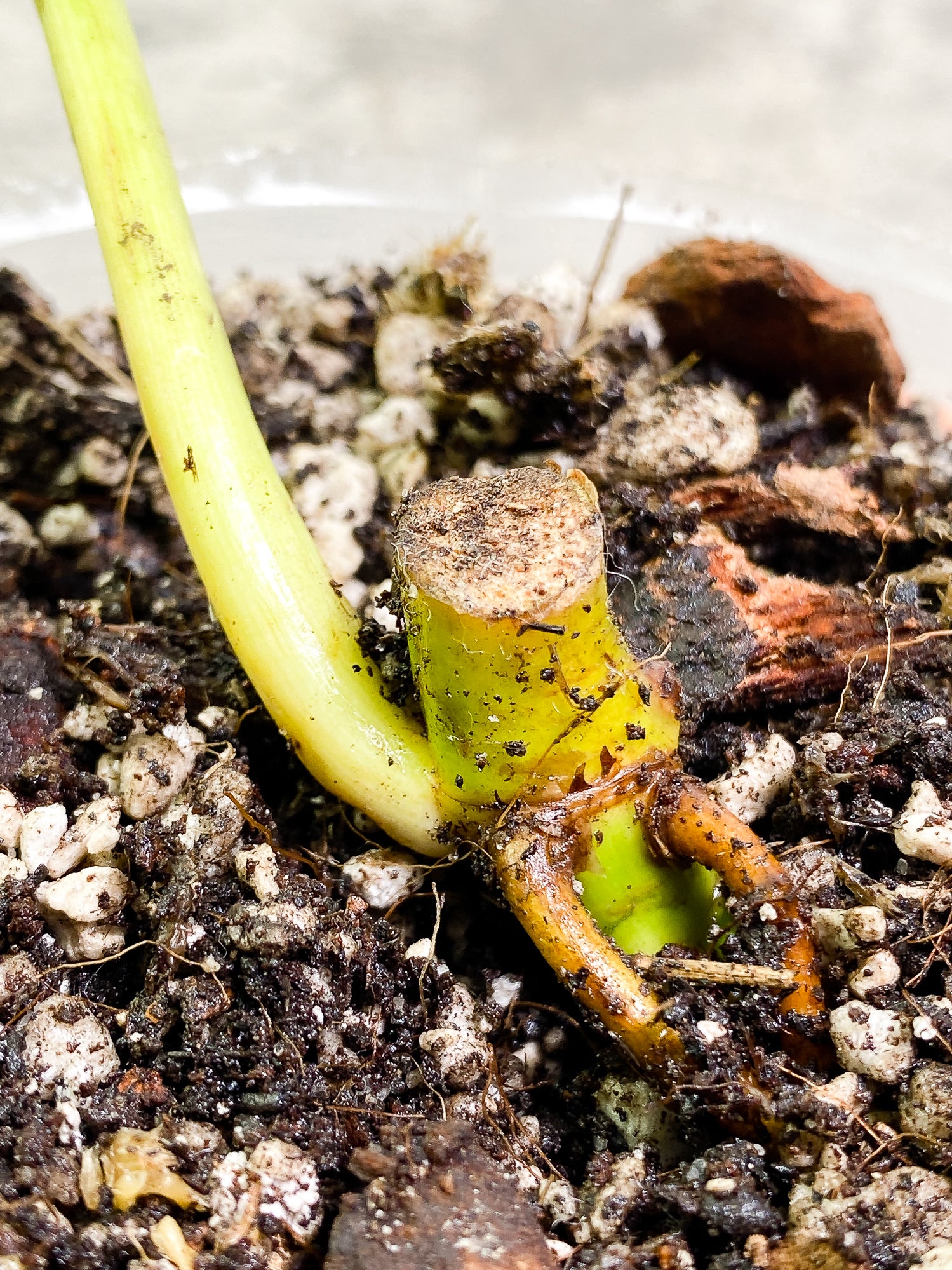 Philodendron Paraiso Verde node with 1 growth point fully rooted