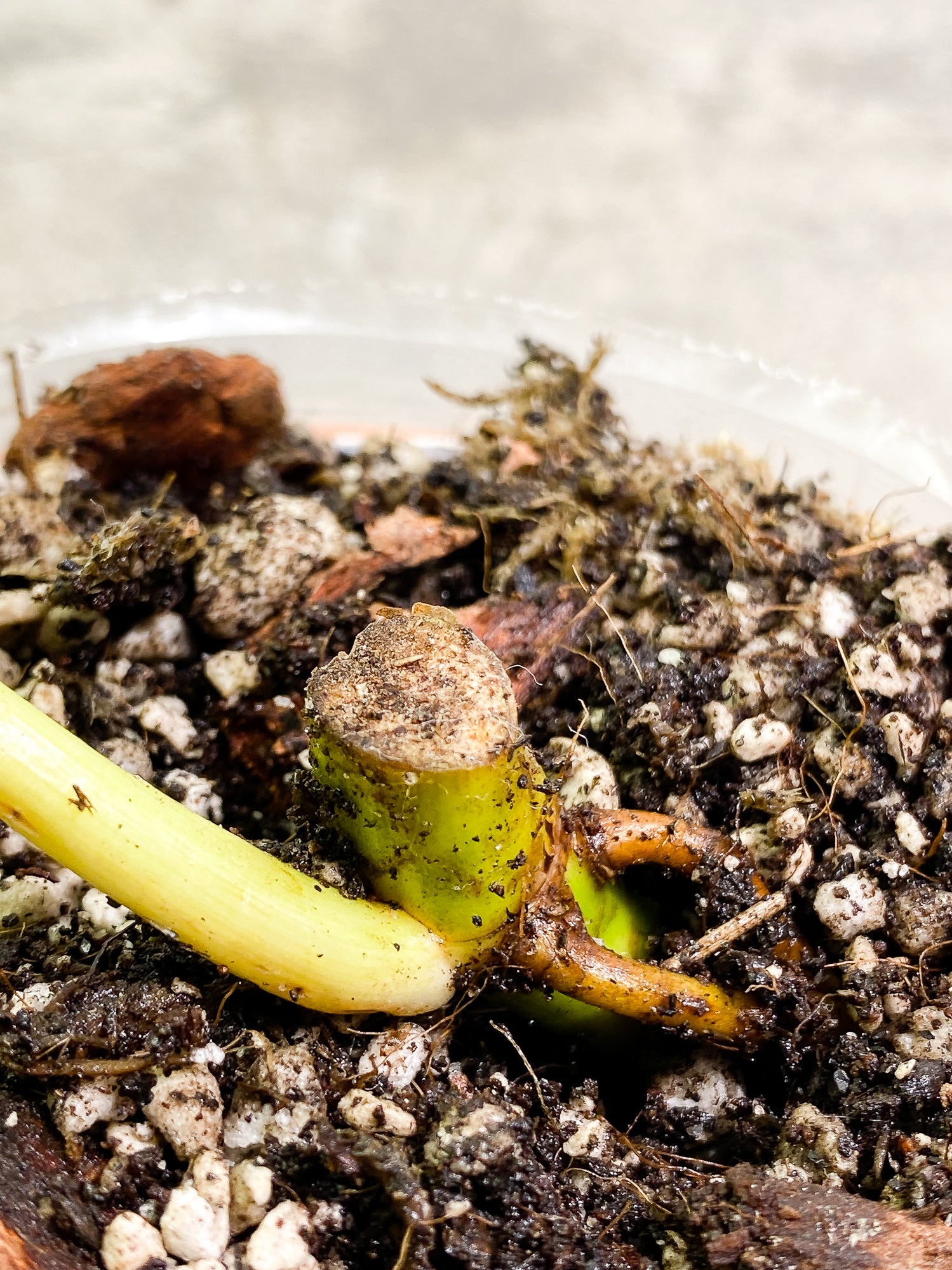 Philodendron Paraiso Verde node with 1 growth point fully rooted