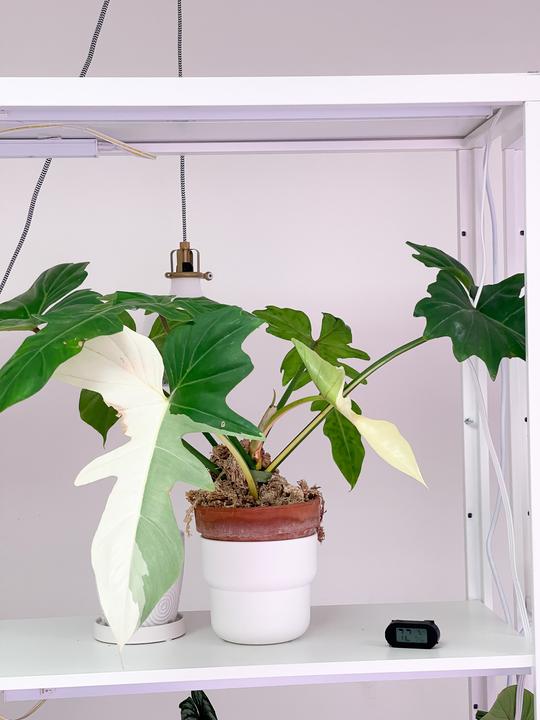 Philodendron Golden Dragon Rooted 1 big leaf 13"