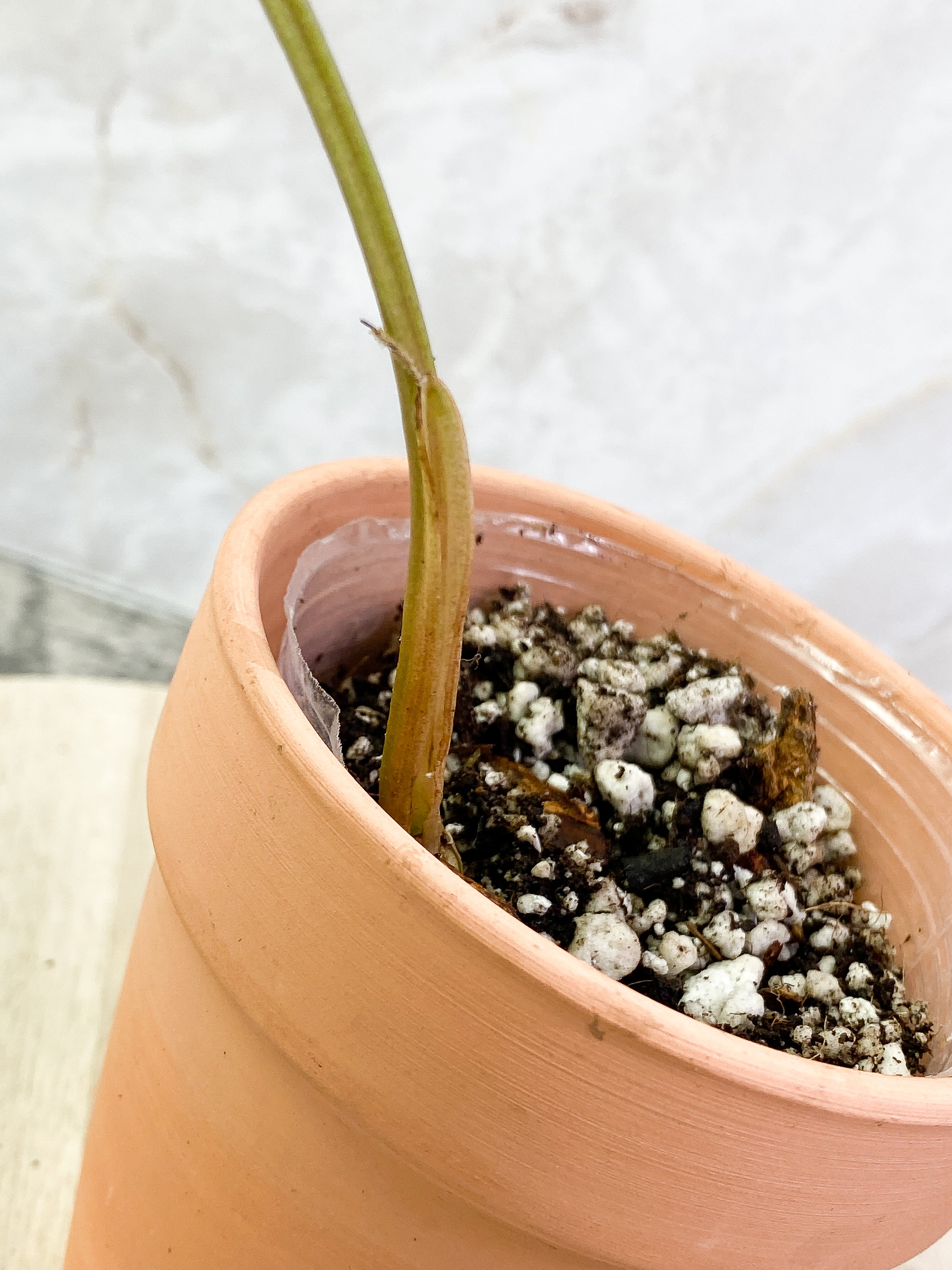 Syngonium 3king narrow form with 1 leaf and is rooted
