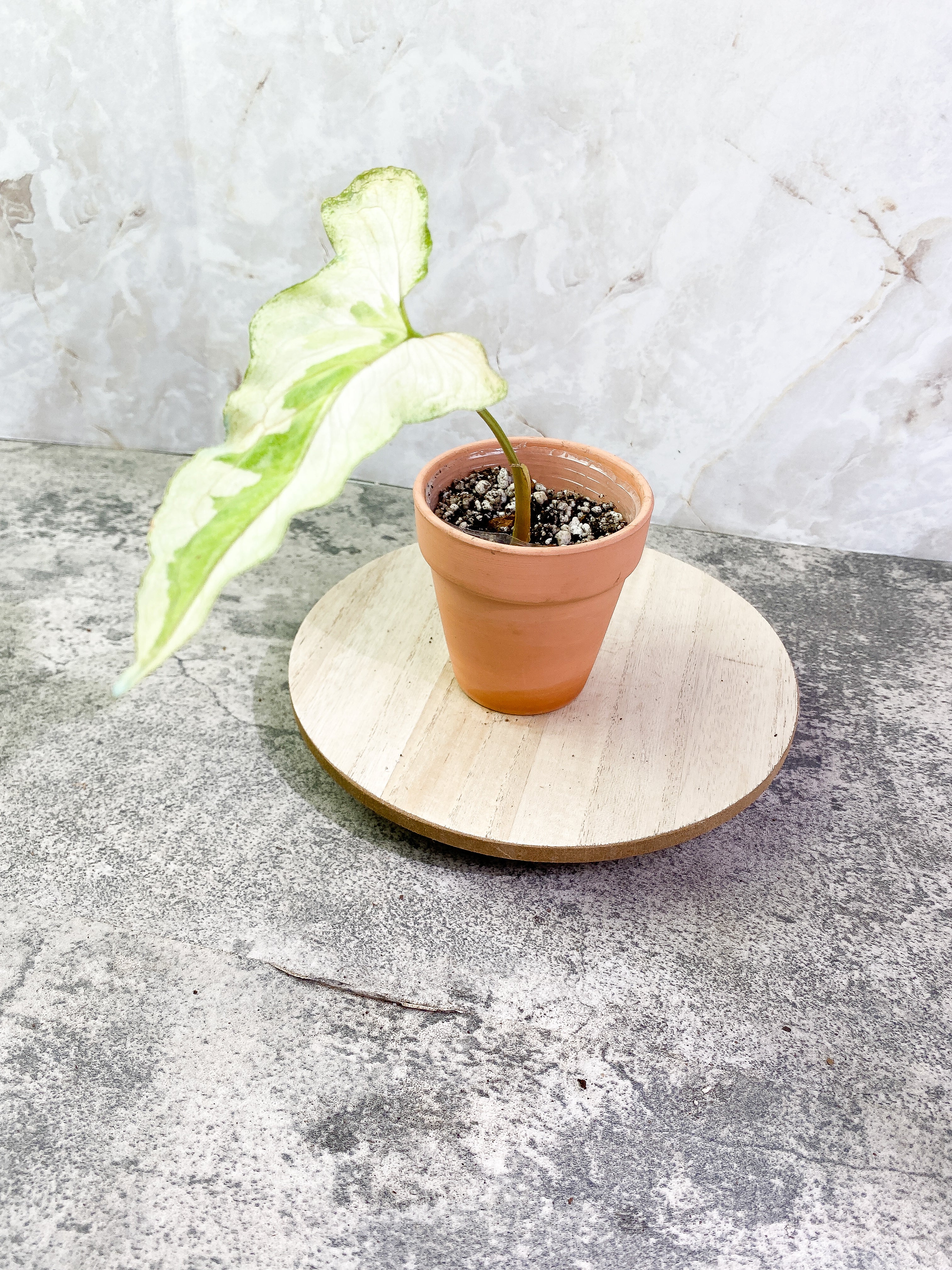 Syngonium 3king narrow form with 1 leaf and is rooted