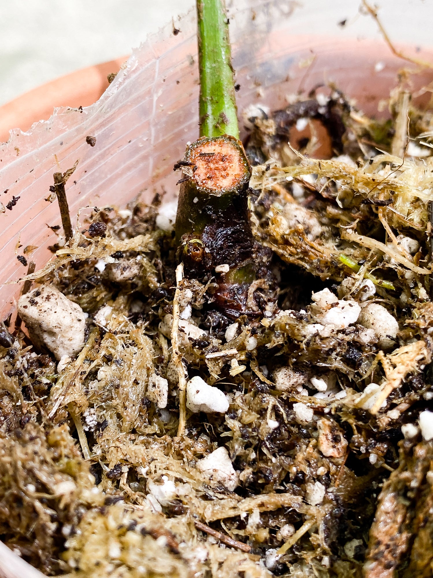 Philodendron Patriciae fully rooted node