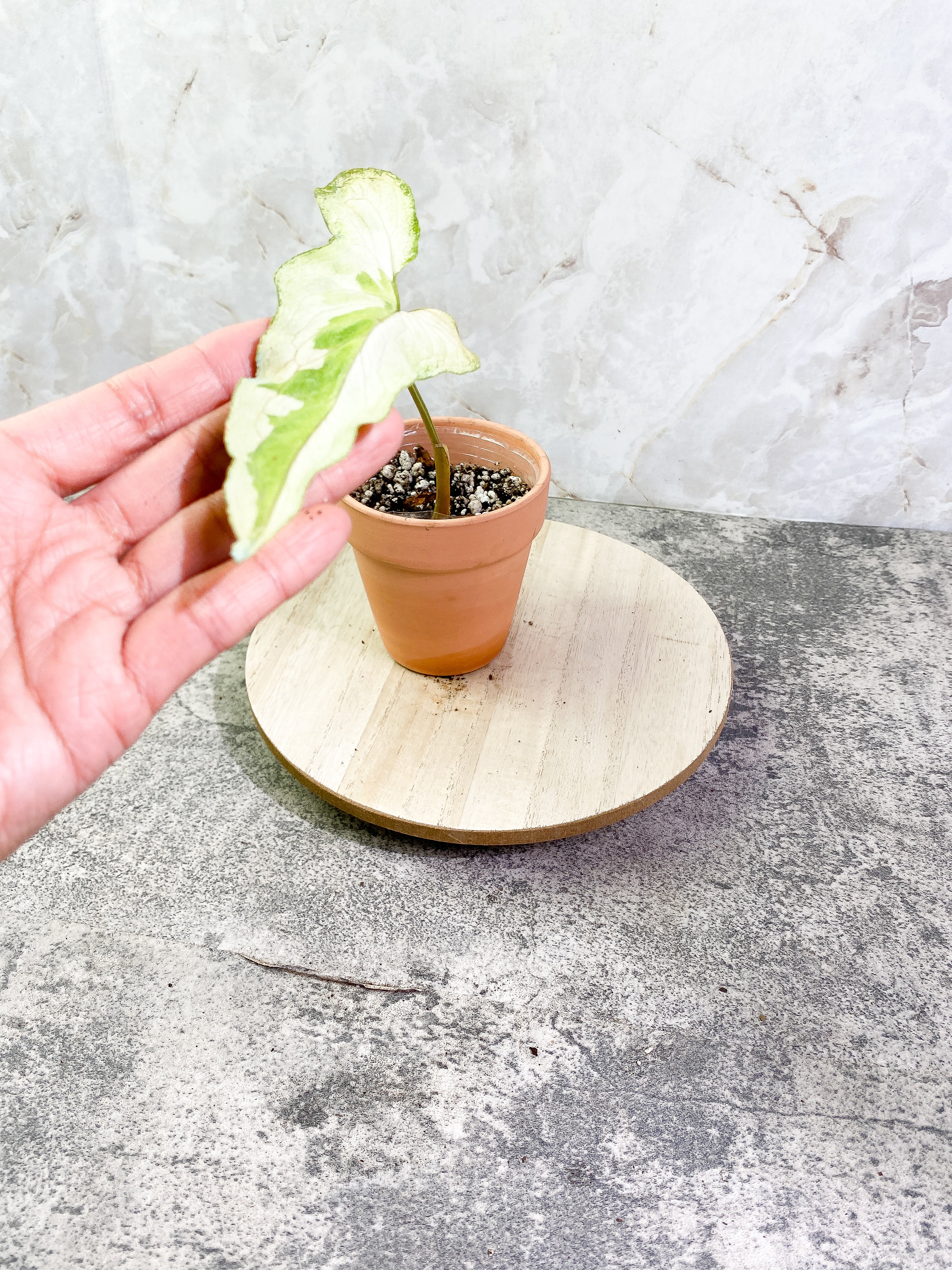 Syngonium 3king narrow form with 1 leaf and is rooted