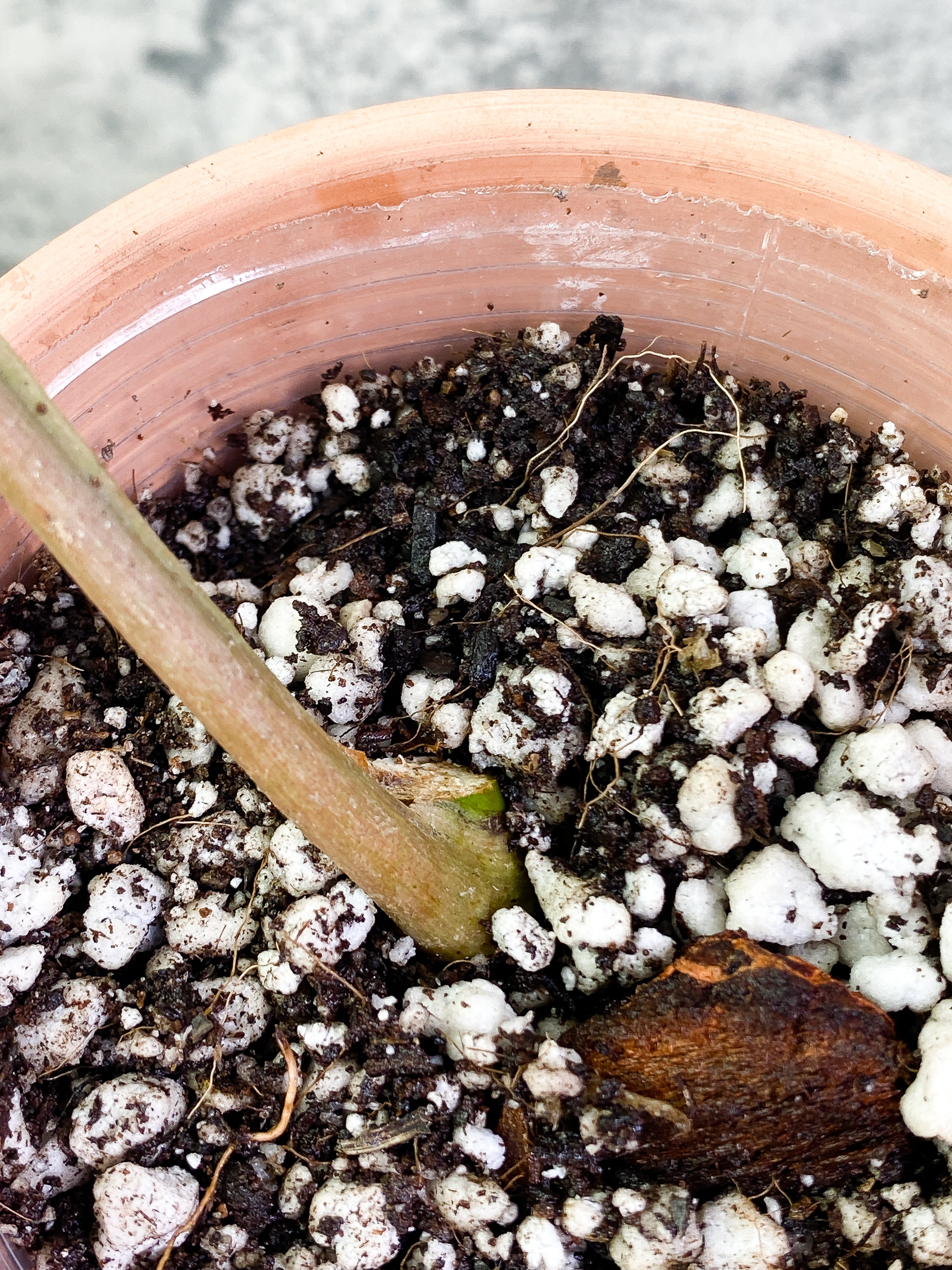 Syngonium 3king with 1 leaf and is rooted