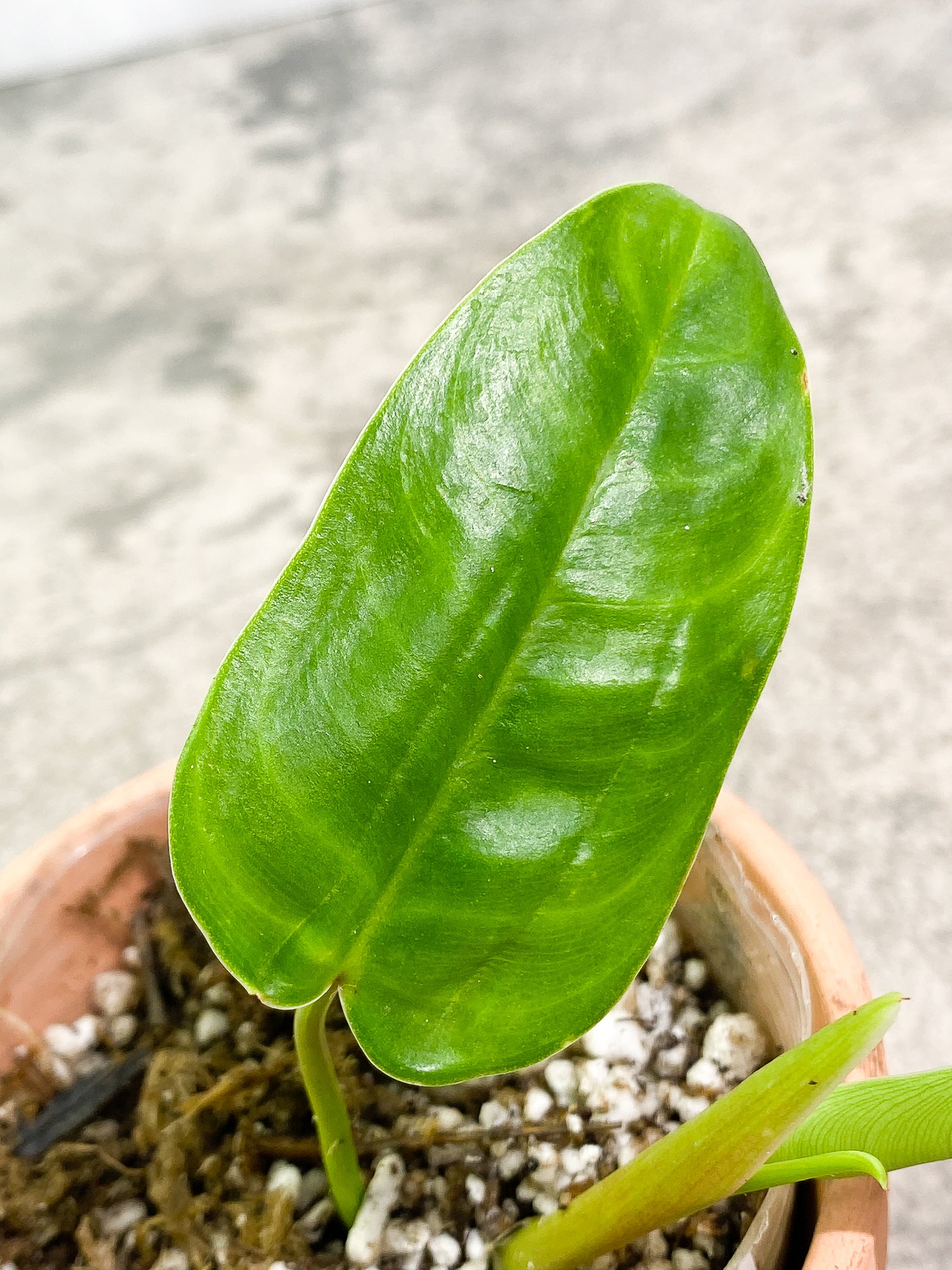 Philodendron Felix 1 leaf 1 unfurling leaf 1 sprout slightly rooted