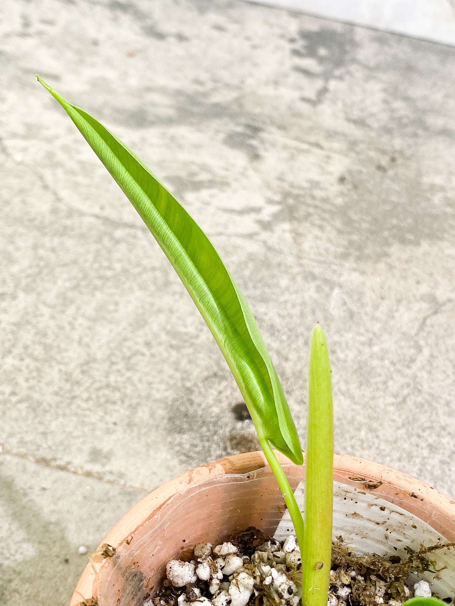 Philodendron Felix 1 leaf 1 unfurling leaf 1 sprout slightly rooted