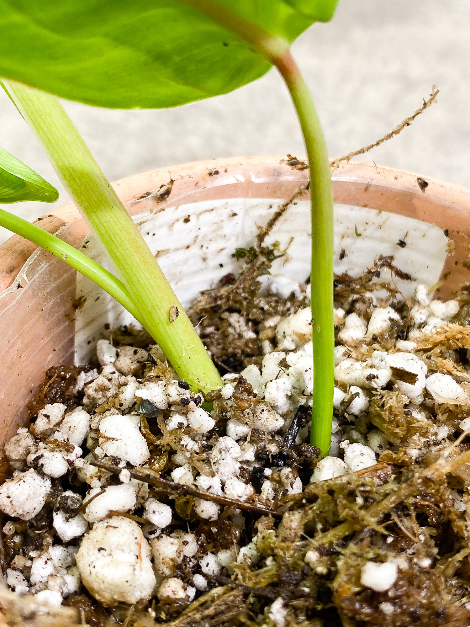 Philodendron Felix 1 leaf 1 unfurling leaf 1 sprout slightly rooted