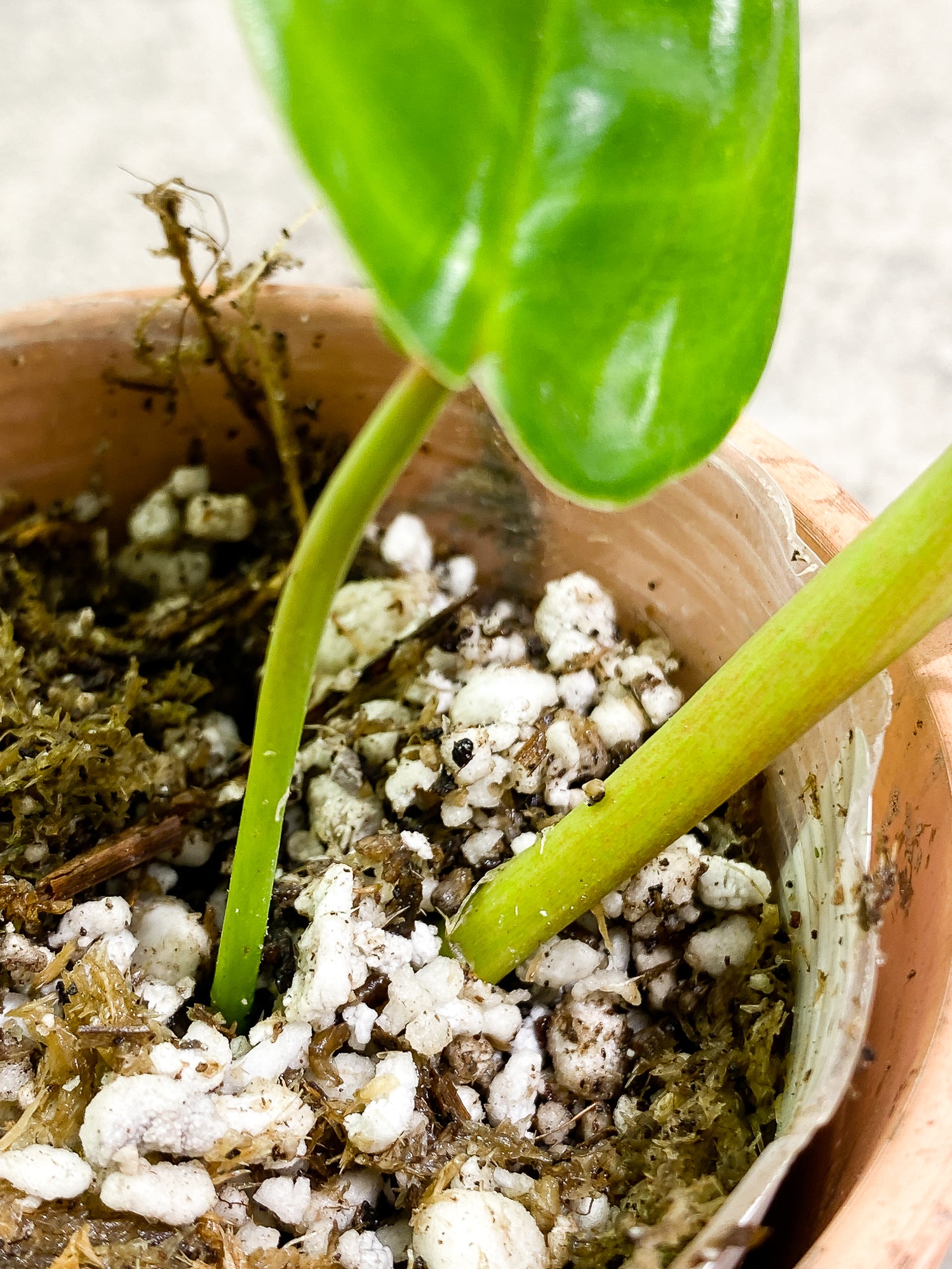 Philodendron Felix 1 leaf 1 unfurling leaf 1 sprout slightly rooted