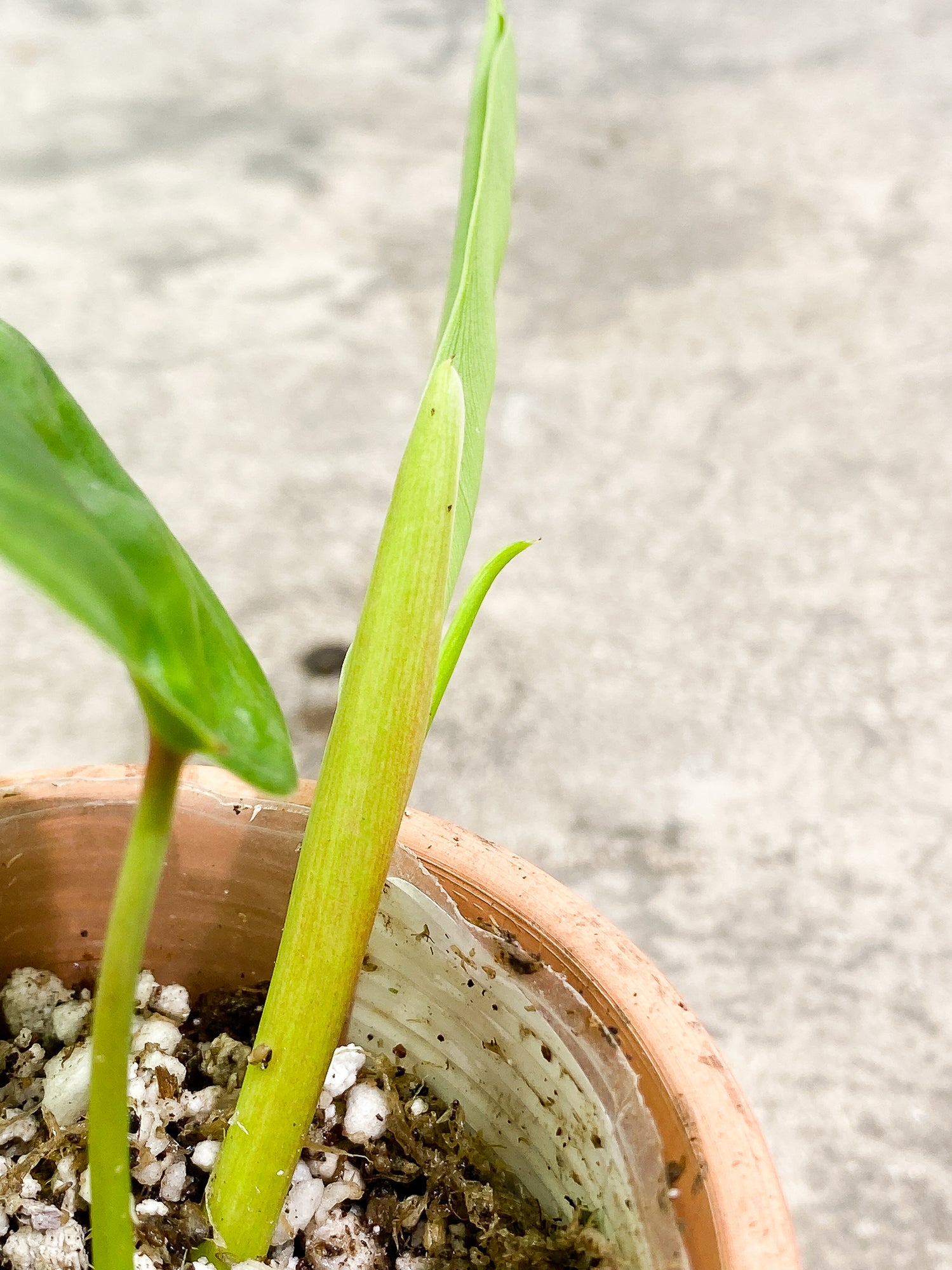 Philodendron Felix 1 leaf 1 unfurling leaf 1 sprout slightly rooted