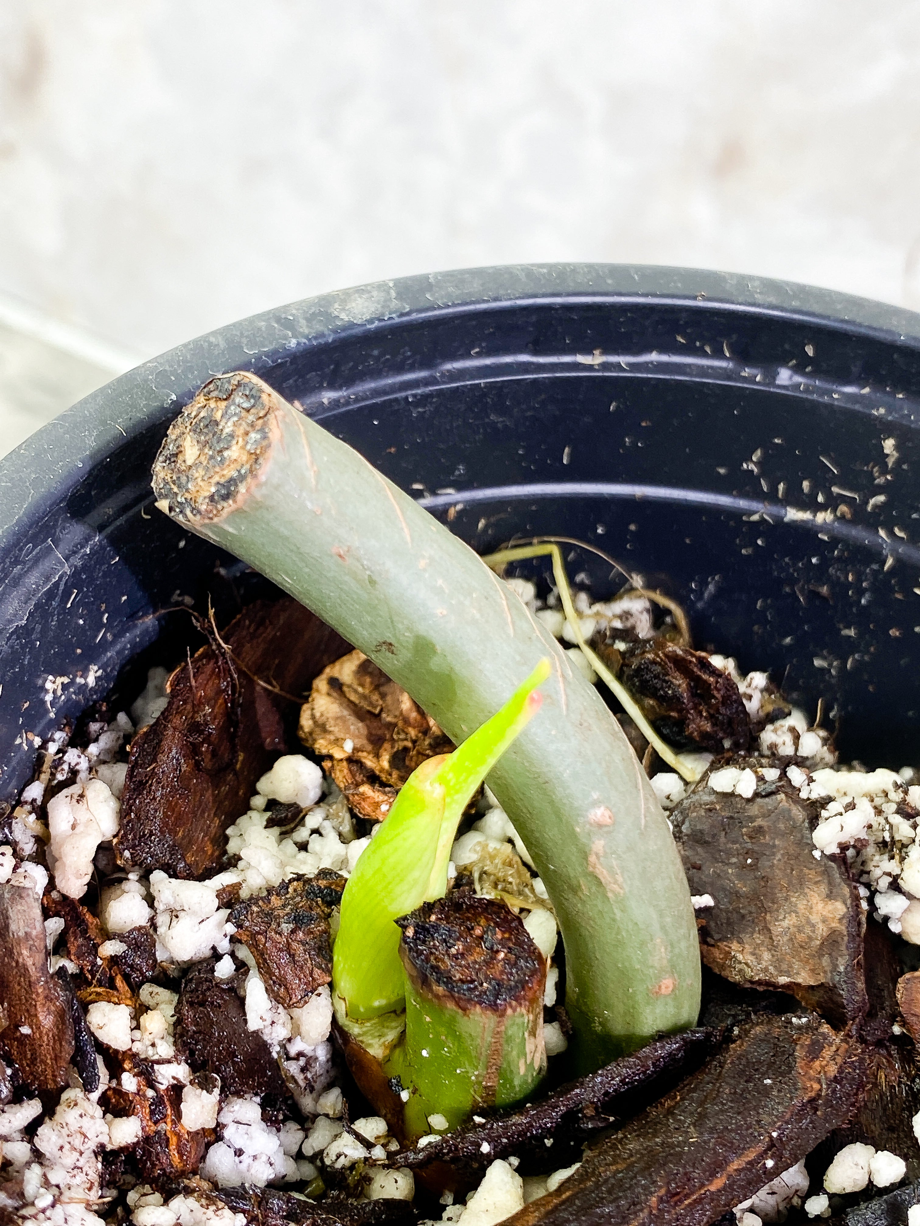 Philodendron Glorious node with 1 sprout rooted